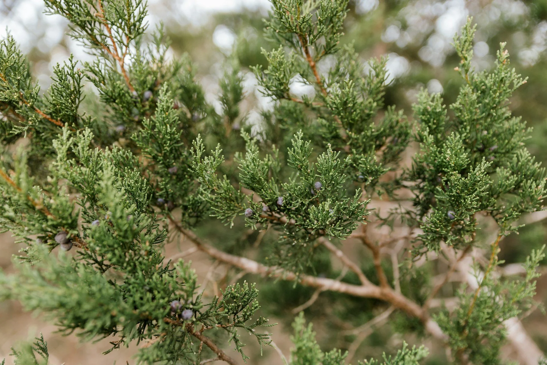 A close-up of a cedar tree branch