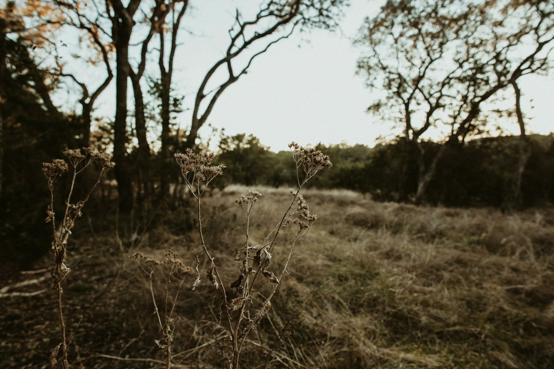 Land Restoration: How to Reclaim Neglected or Abandoned Land