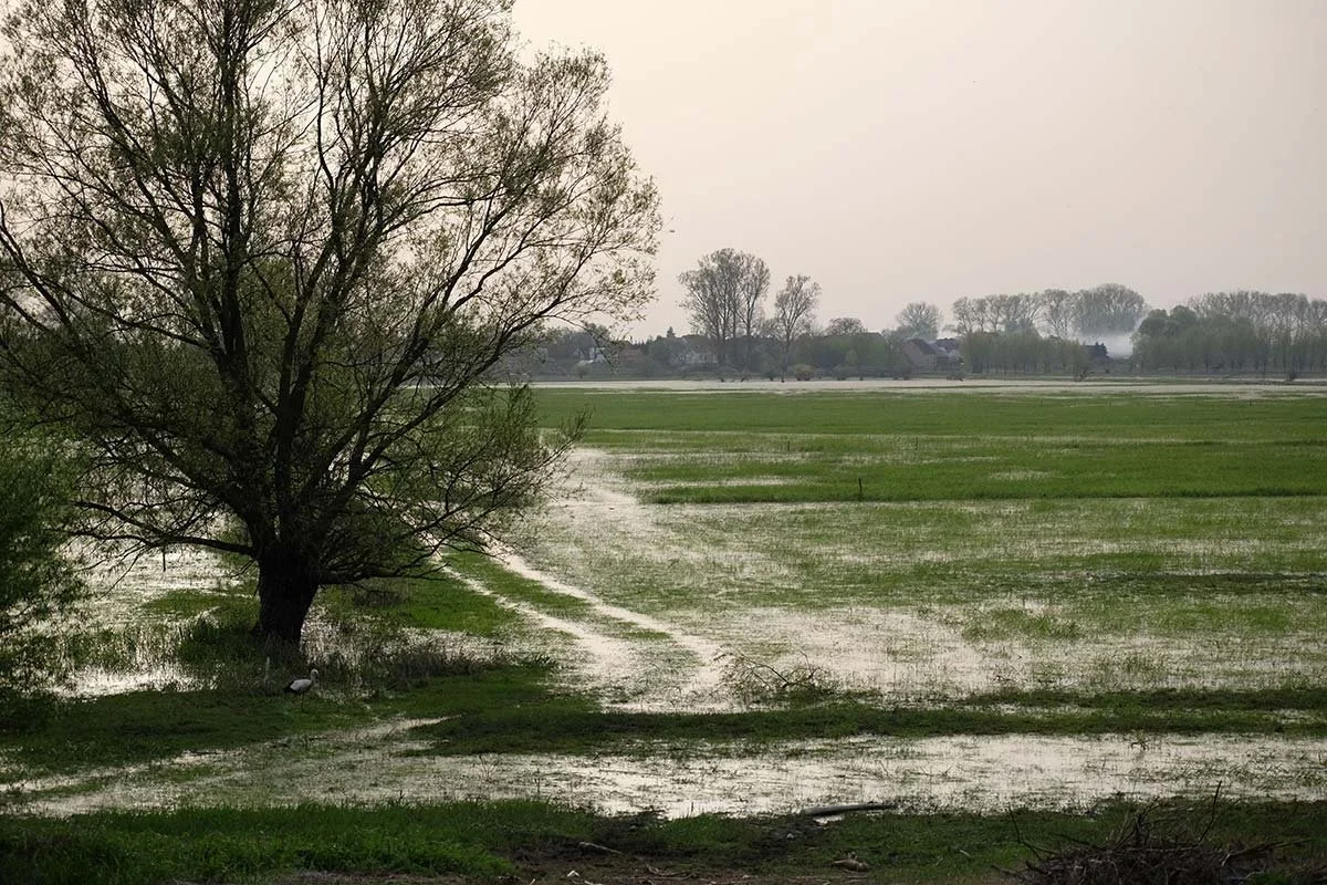 A soggy pasture with standing water during the spring