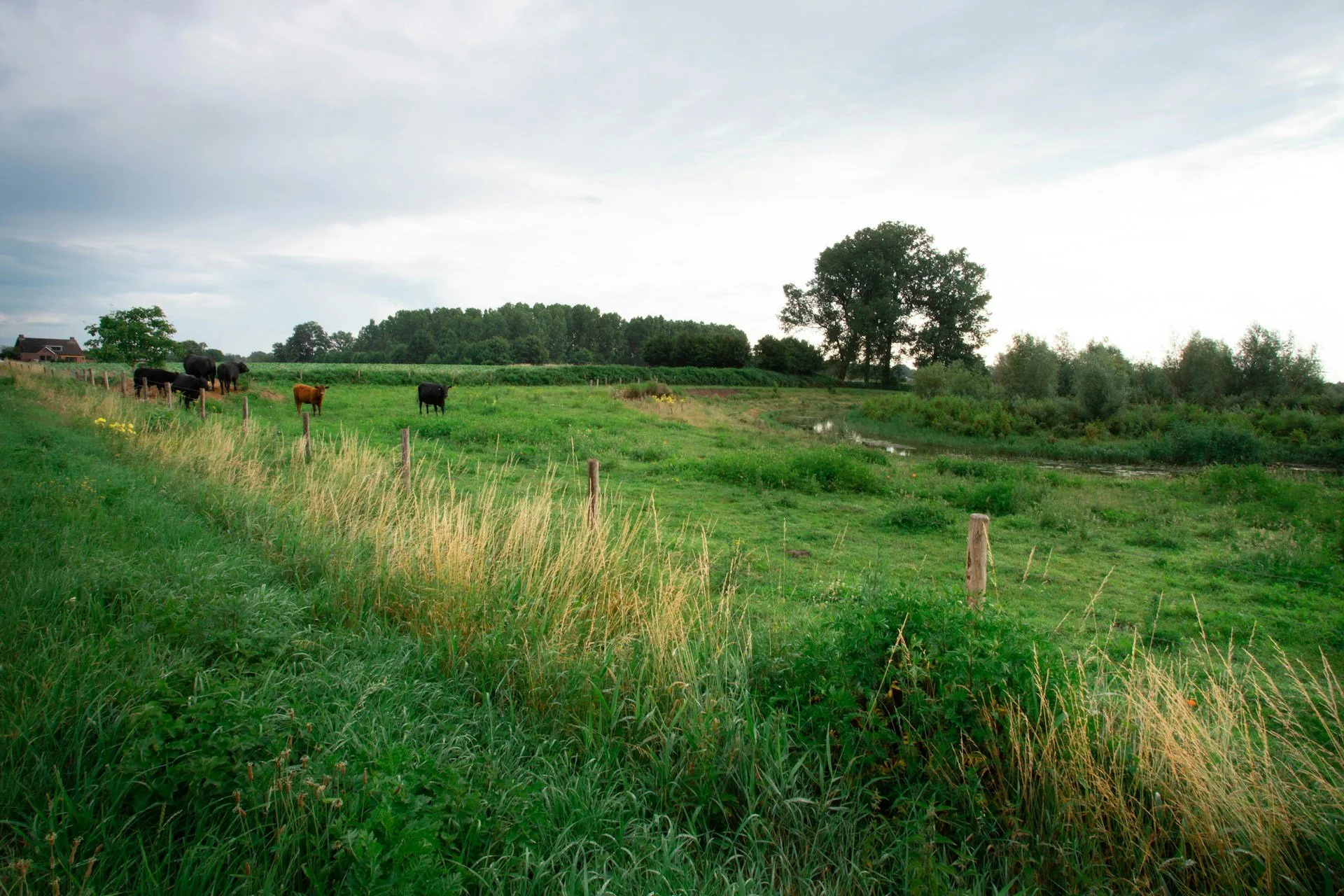 Pasture land with grazing cows and various terrain