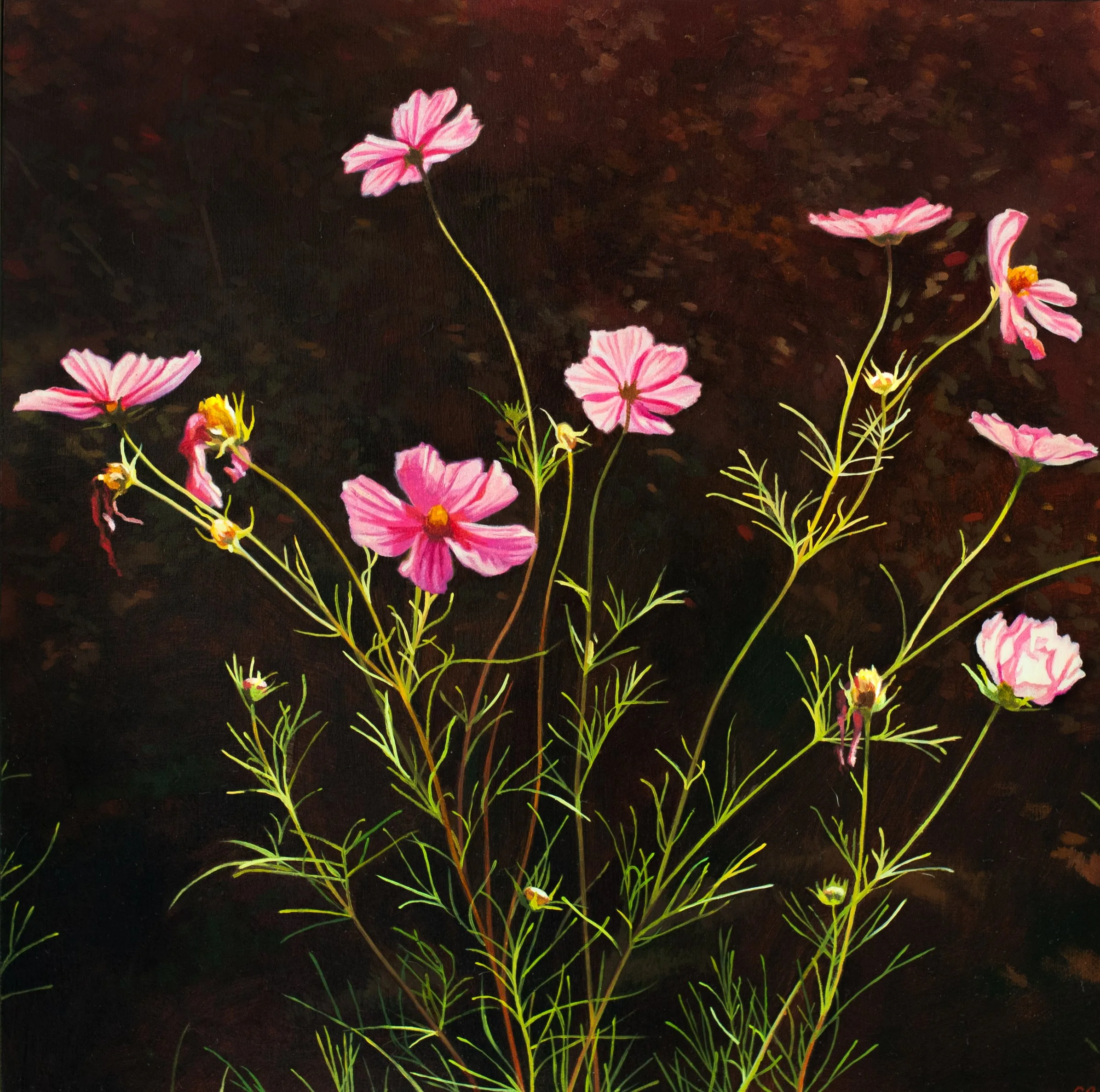 Cosmos. oil on panel. 12" x 12"