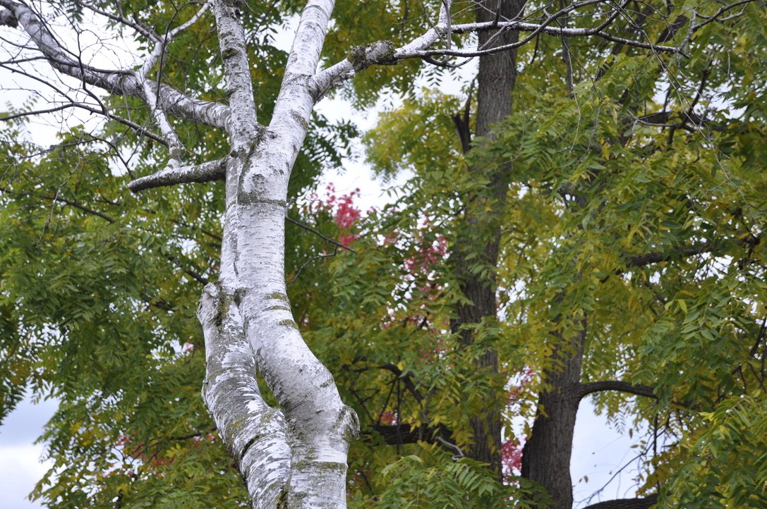 Birch Study