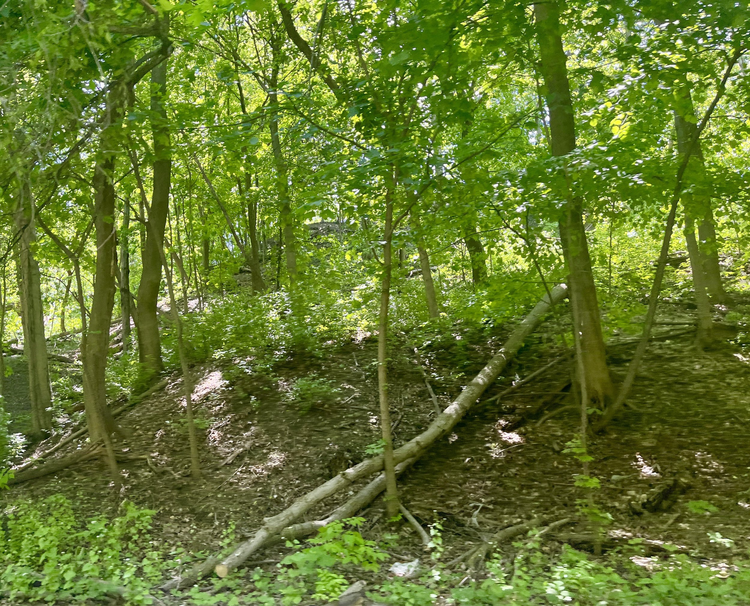 Fallen Wood
