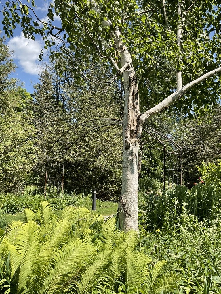 Birch Study