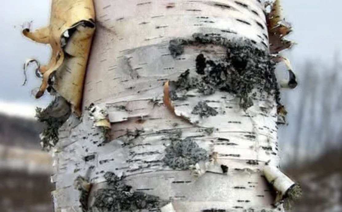 Birch Study