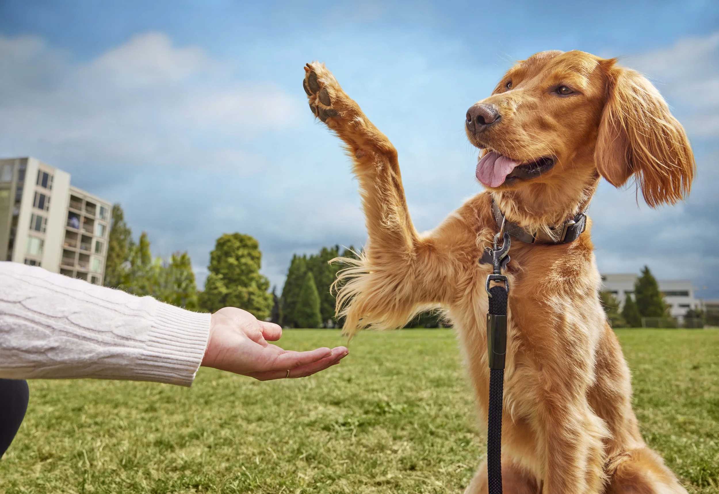 The National Dog Show by Purina