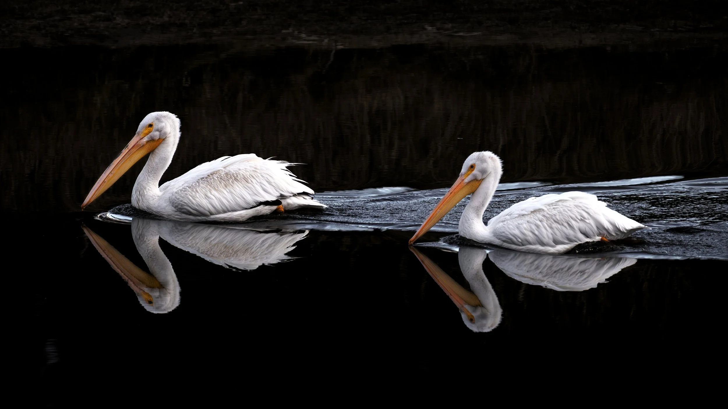Two white pelicans swimming in dark water with their reflections visible underneath in Grand Teton National Park Wyoming.