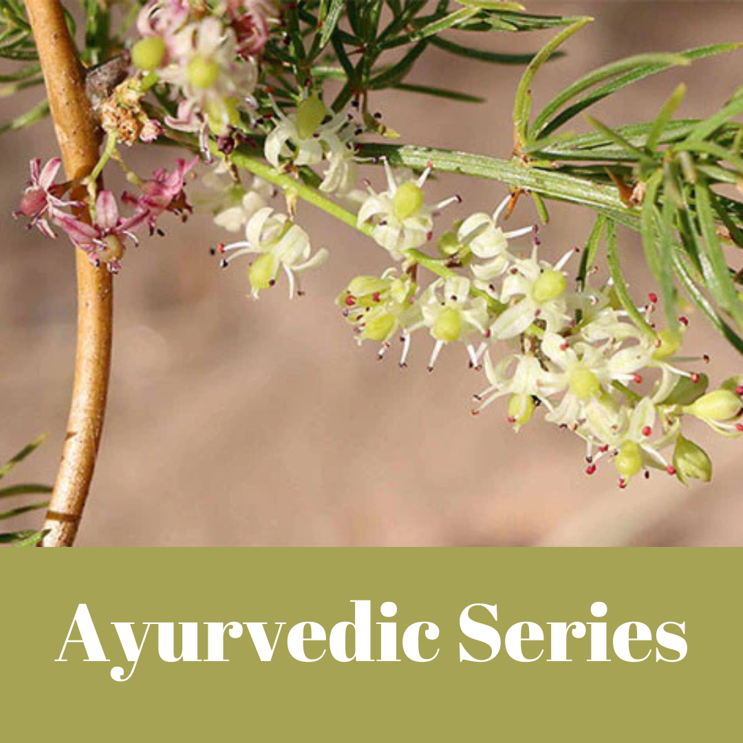 Anatomy Bundle-3.png