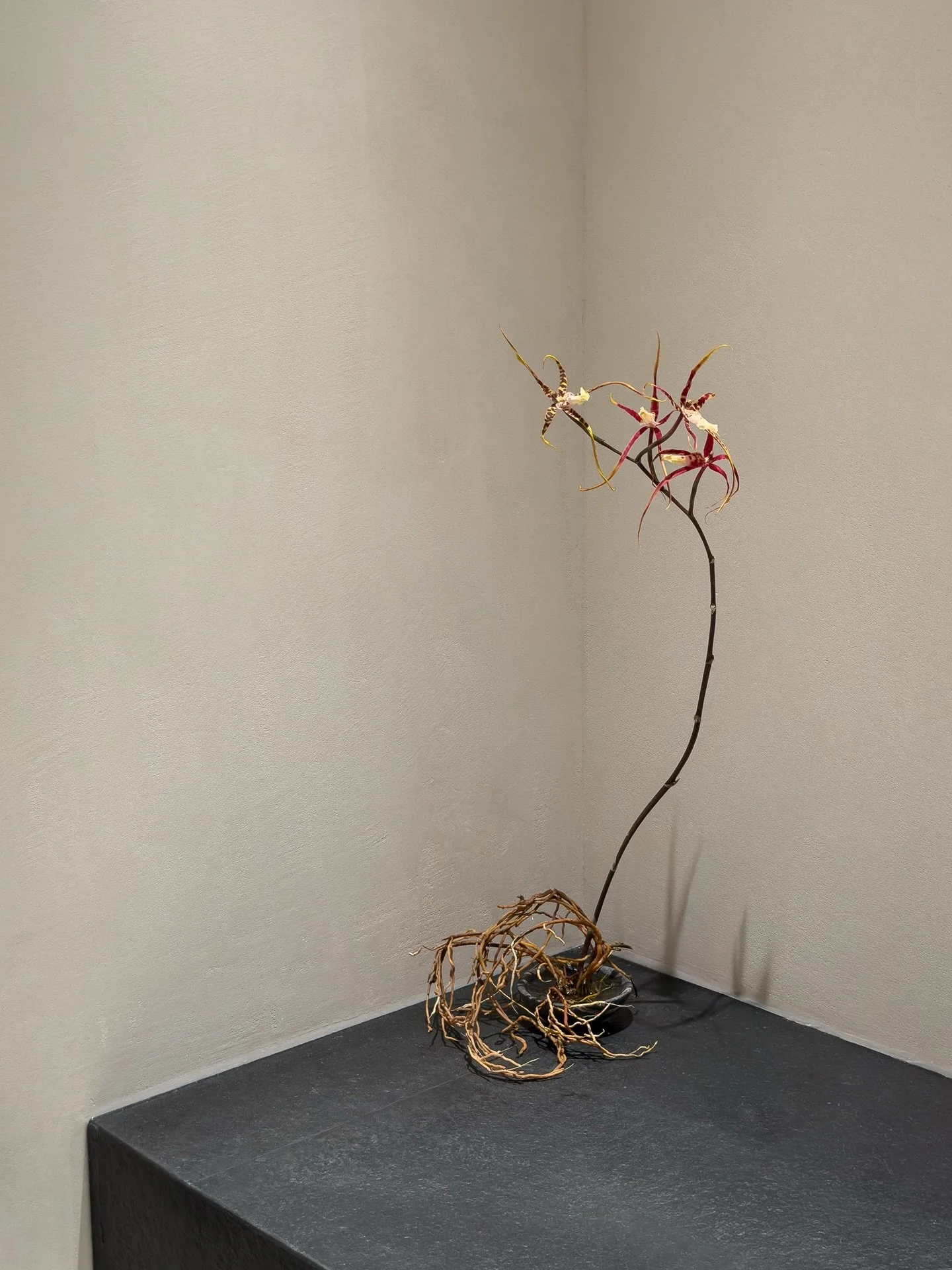 Brassidium at @fashionclinic.women 
.
.
.
.
.
#bosque #floralconcept #floraldesign #floral #florist