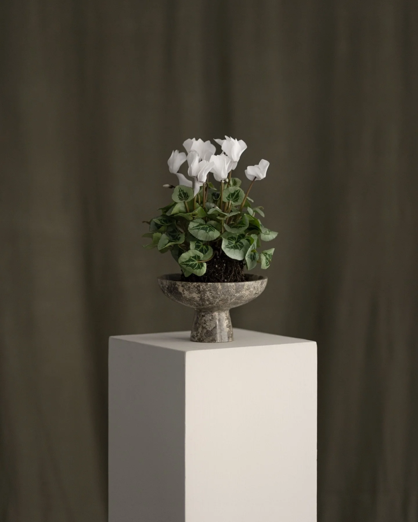 Cyclamen // Biophilic Design, 2024
.
.
.
#bosque #floralconcept #floraldesign #floral #floralphotography