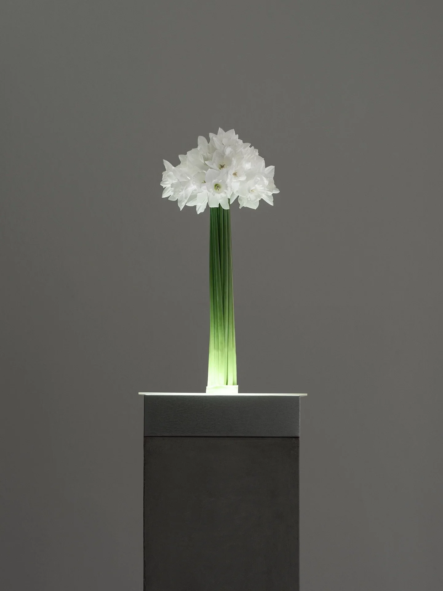 Narcissus Season
.
.
.
#bosque #floralconcept #florist #winter #narcissus