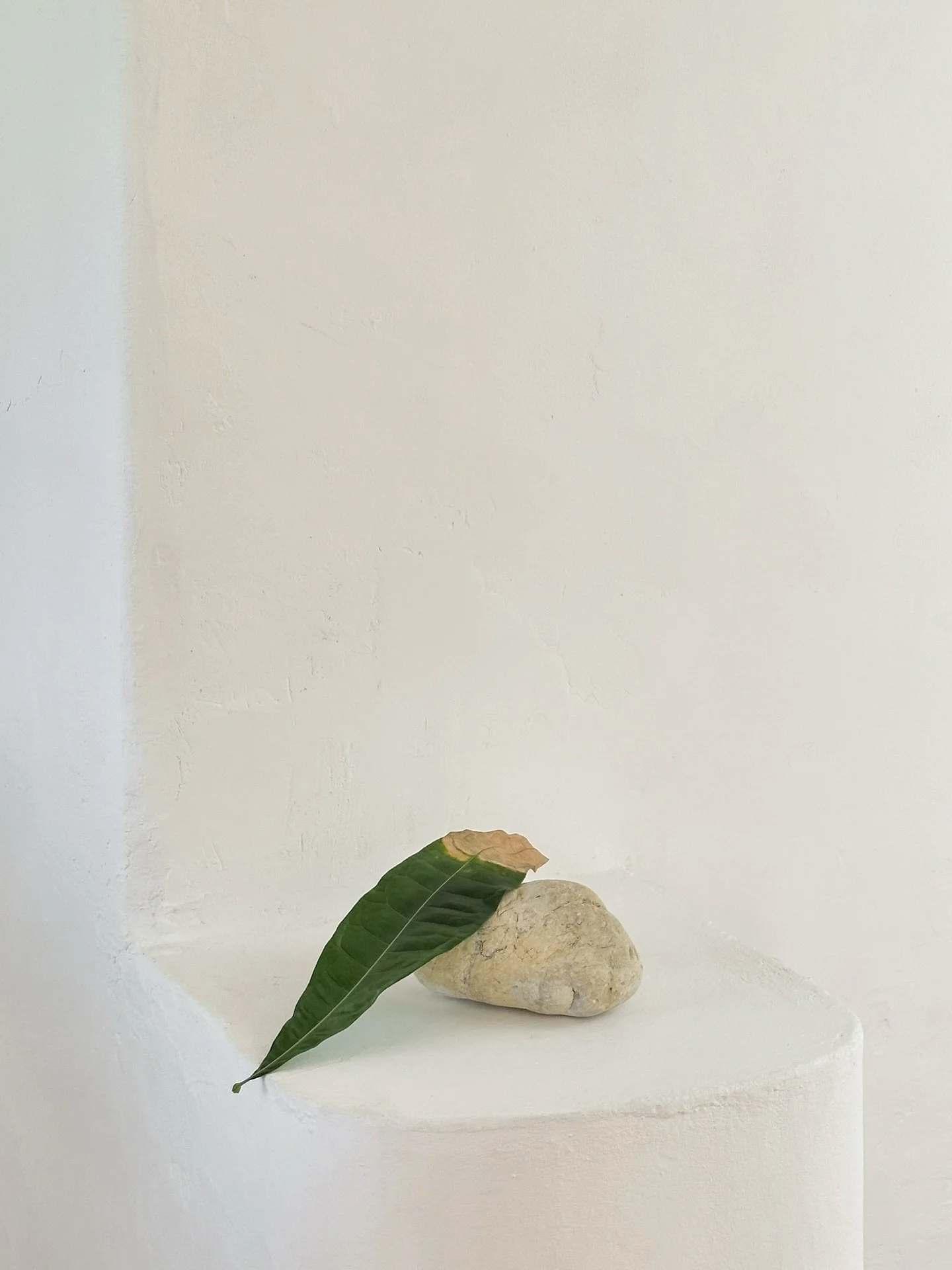 Fig Trees and Stillness at @morgadodoquintao 
.
Invited by @filipevasconcellos , a remarkable host, we spent a few summer days in 2024 settled into one of the estate&rsquo;s houses. Surrounded by fig trees, we gradually uncovered the quiet potential 