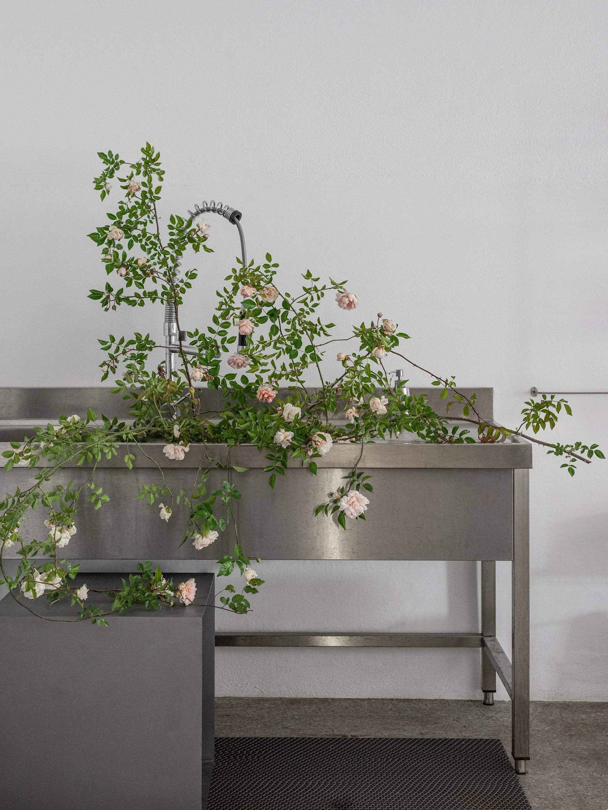 Wild Roses at the Studio
.
.
.
#foraging #roses #spring #flowers #weddinhinspo