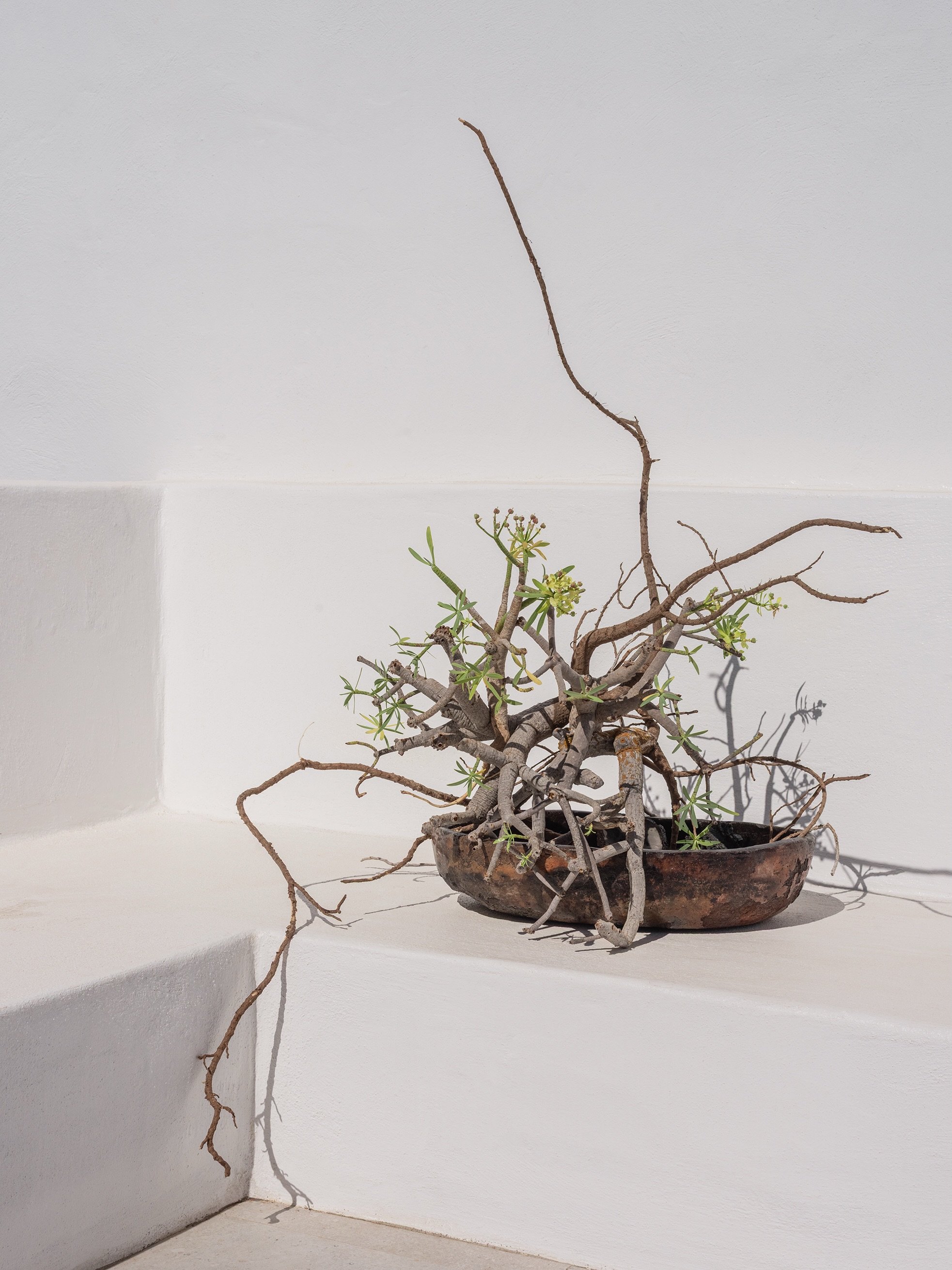 Roots Based
.
.
.
#ikebana #florist #studio #lisbon #floraldesign