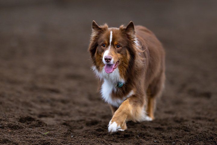 This is Coda! We met today and she had allll the energy at the dog park today. All of the dogs in her litter are named after musical terms. Fun!

#dogs #dogsofinstagram #puppers #rarepuppers #photography #dogphotography #nikon #nikonz9 #nikon200mmf2 