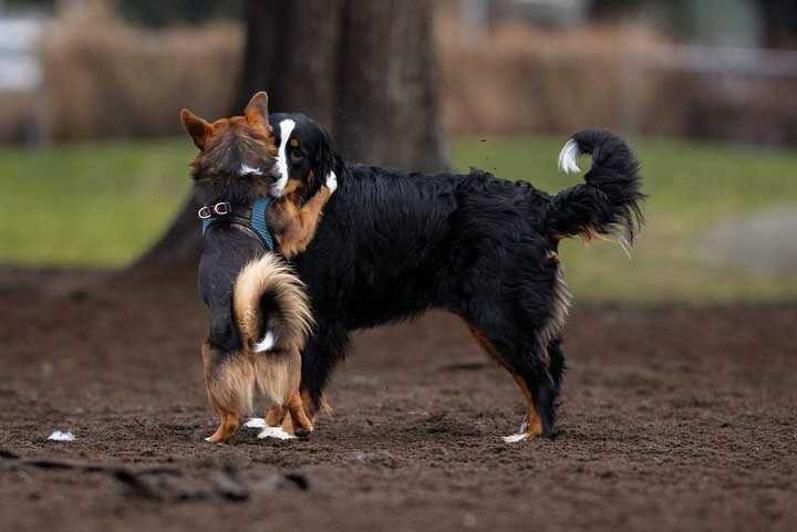 Another day at the dog park! Met some fantastic dogs and the rain stayed away. Perfect!

#dogs #dogsofinstagram #puppers #rarepuppers #photography #dogphotography #nikon #nikonz9 #nikon200mmf2 #nikonz #z9