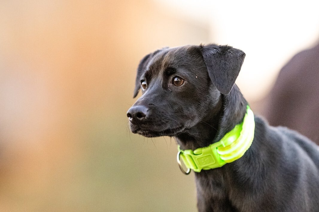 A beautiful day at Yorkson Dog Park! Got to meet a few of the wonderful dogs hanging out there today. Lovely!

#dogs #dogsofinstagram #langley #yorkson #yorksoncreek #photography #nikon #nikon200mmf2 #nikon200mm #dogphotography #dogsarethebest