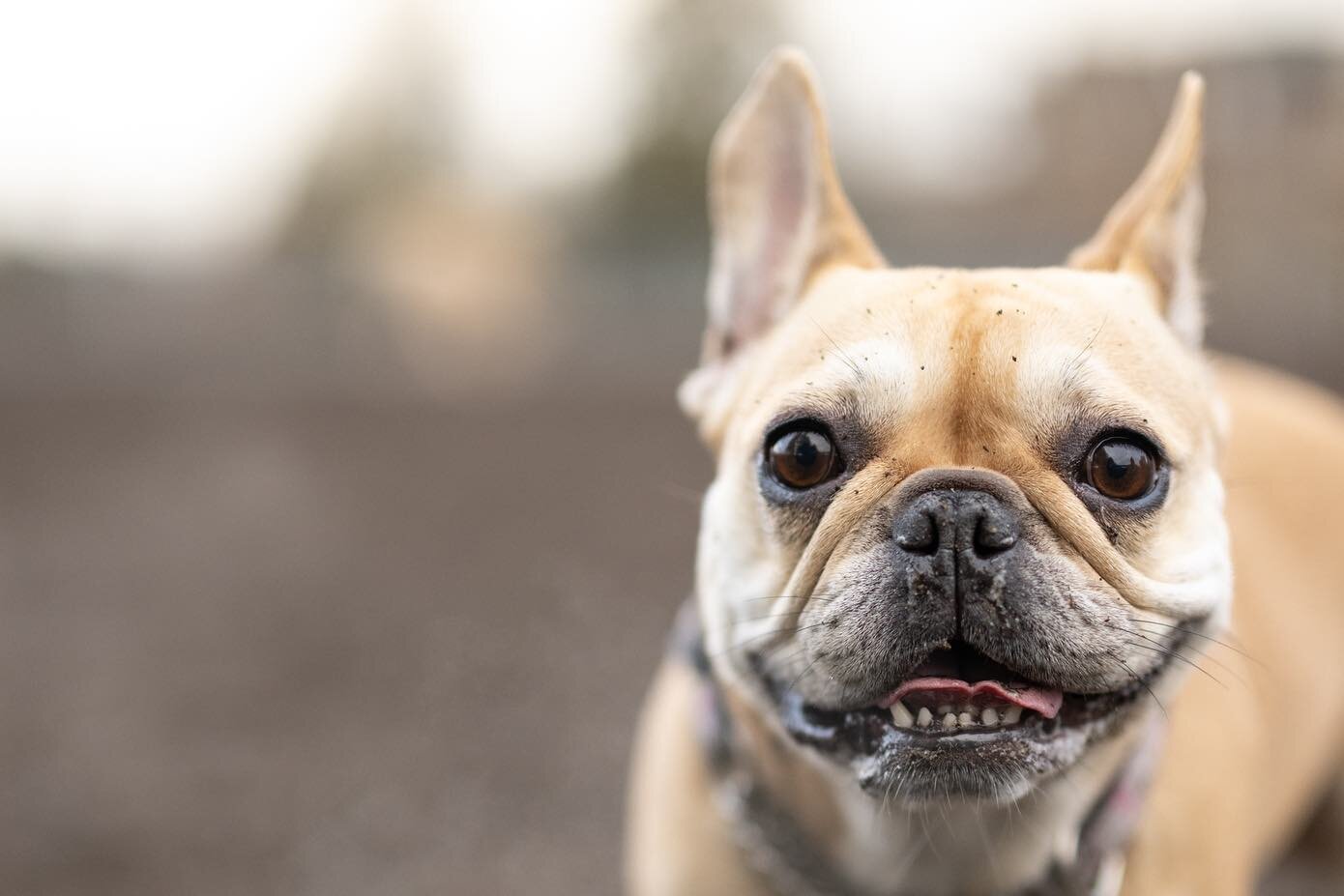 Happy New Year! A few photos, before and after the snow! :)

#dogs #dogsofinstagram #doggos #dogphotography #langley #aldergrove #yorksoncreek #nikon #nikonz9 #nikon200mmf2 #nikon50mm
