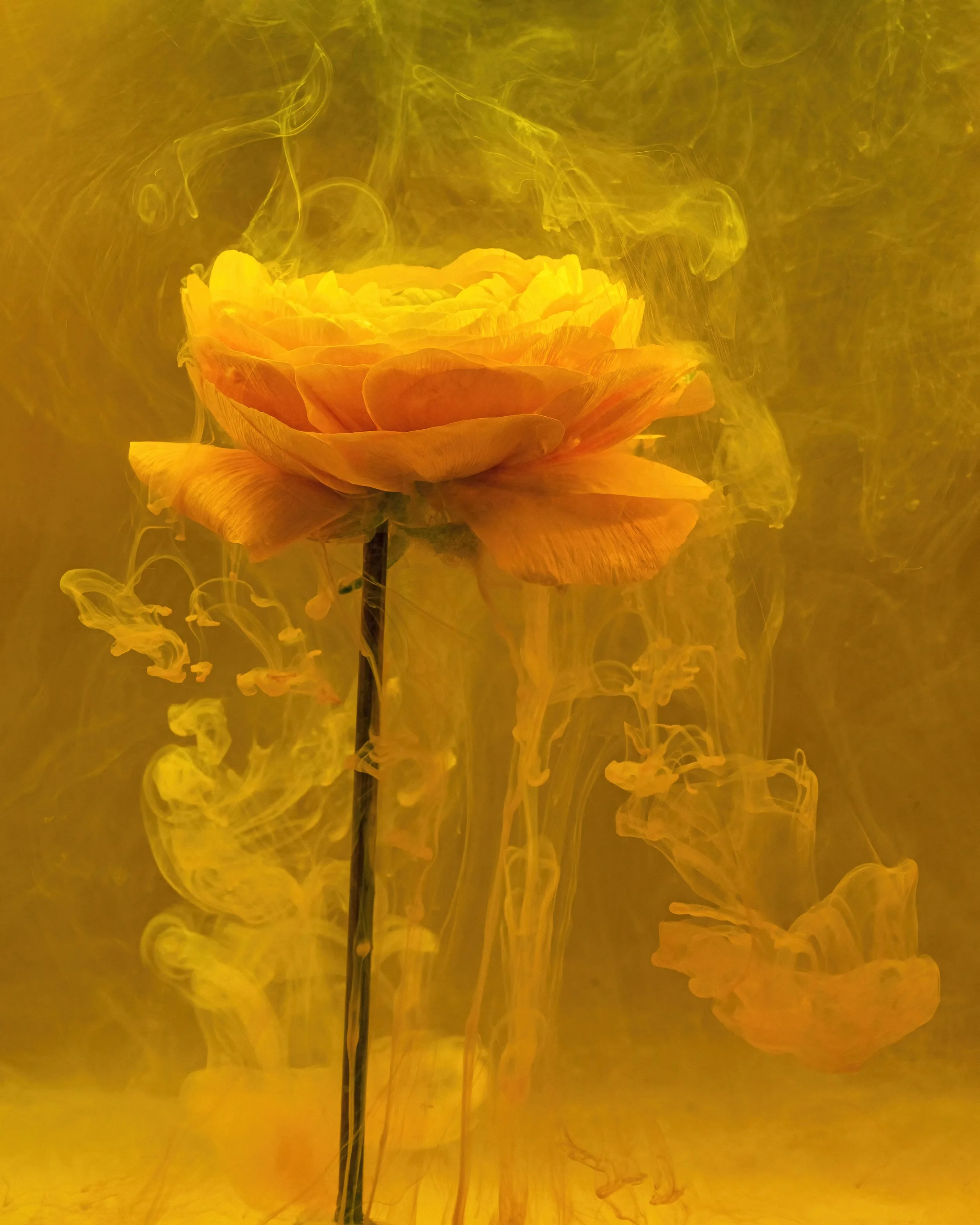 barbara brundage_From the Series Submerged Sunny Ranunculus.jpg