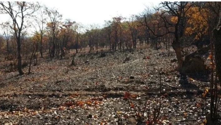 A dry, rocky hillside with sparse trees showing fall foliage in the distance.