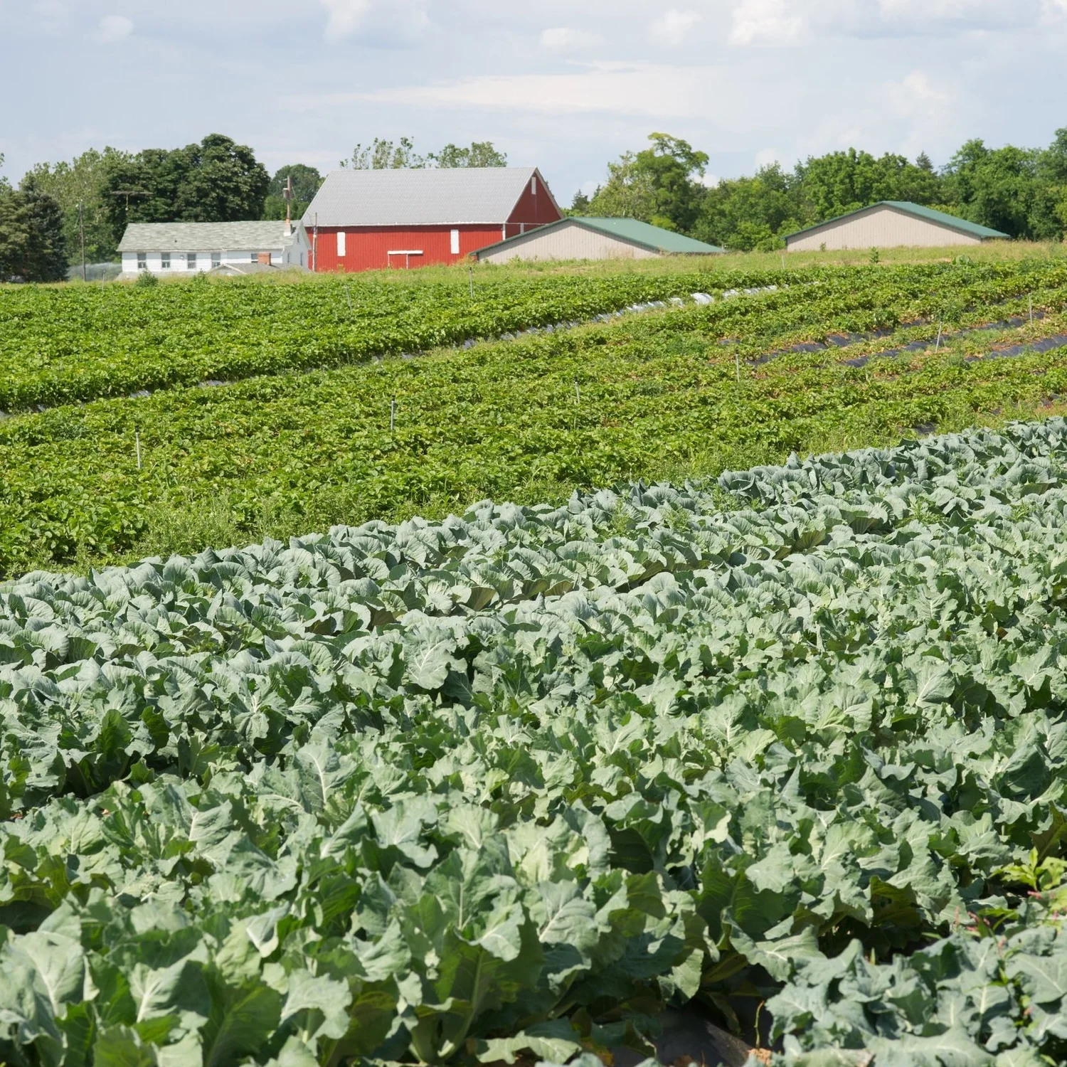 Country Creek Produce Farm | Locally Grown Produce | Farmer's Box ...