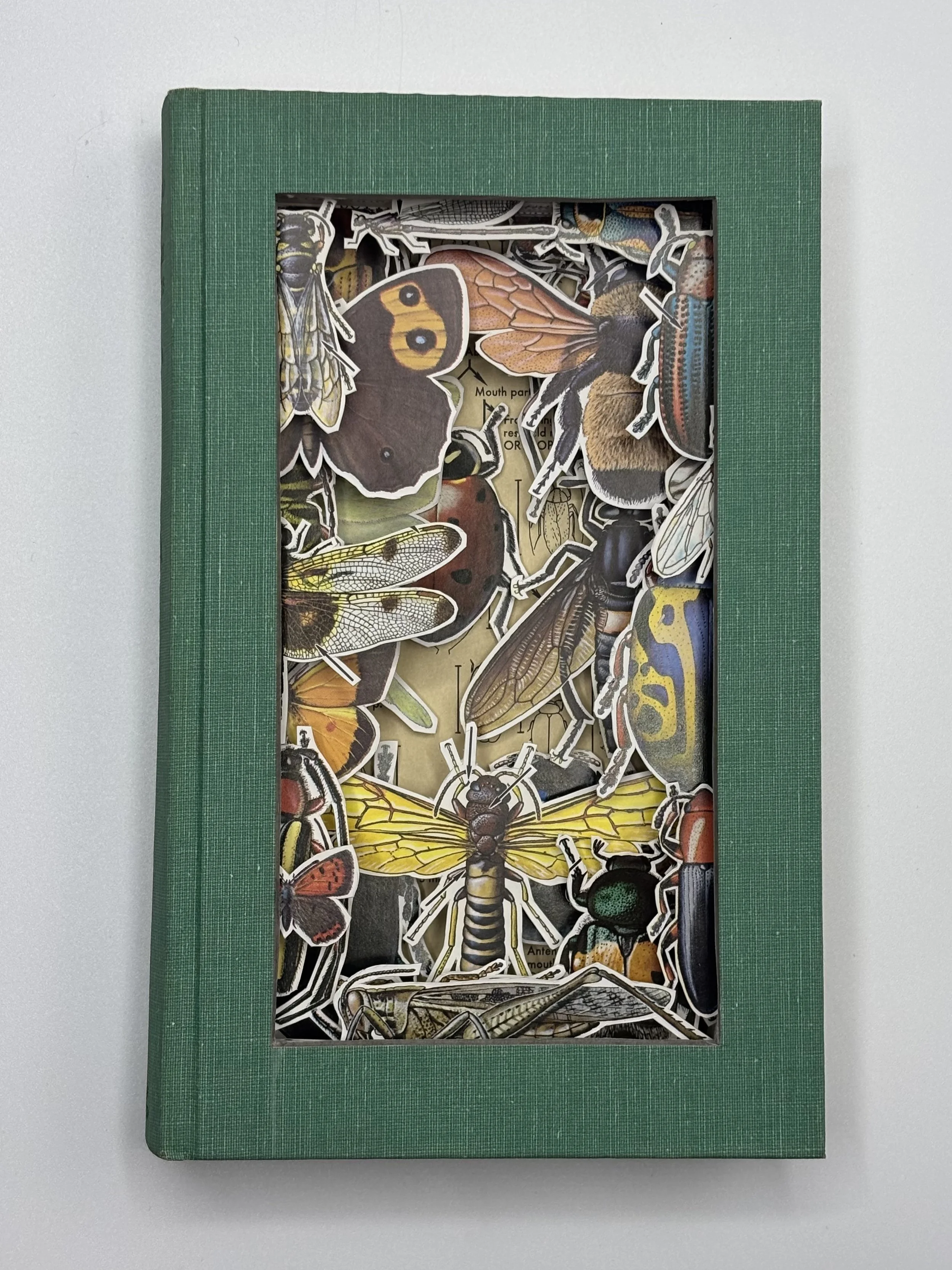 A Field Guide to the Insects