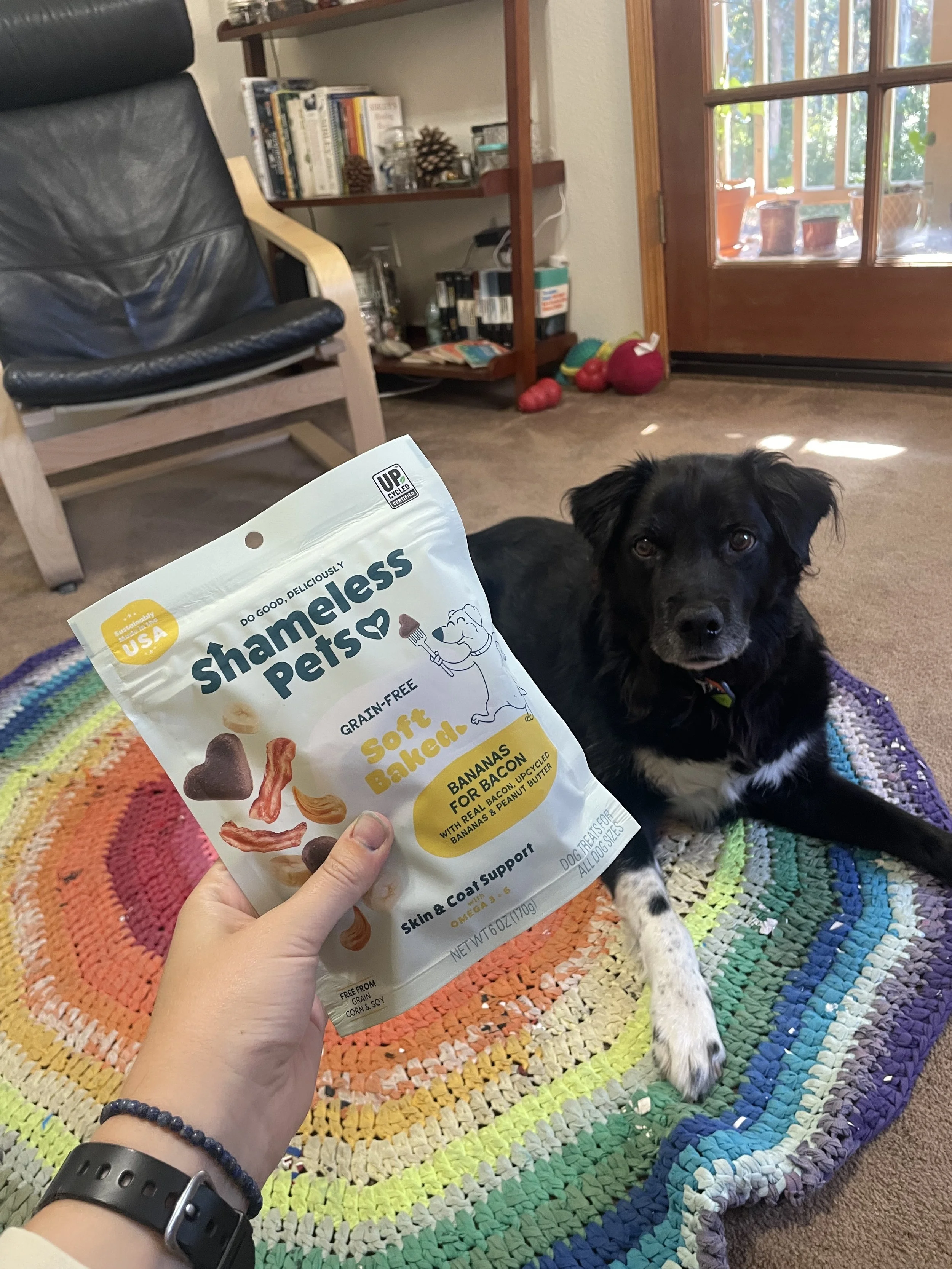 How to Live Sustainably With Pets