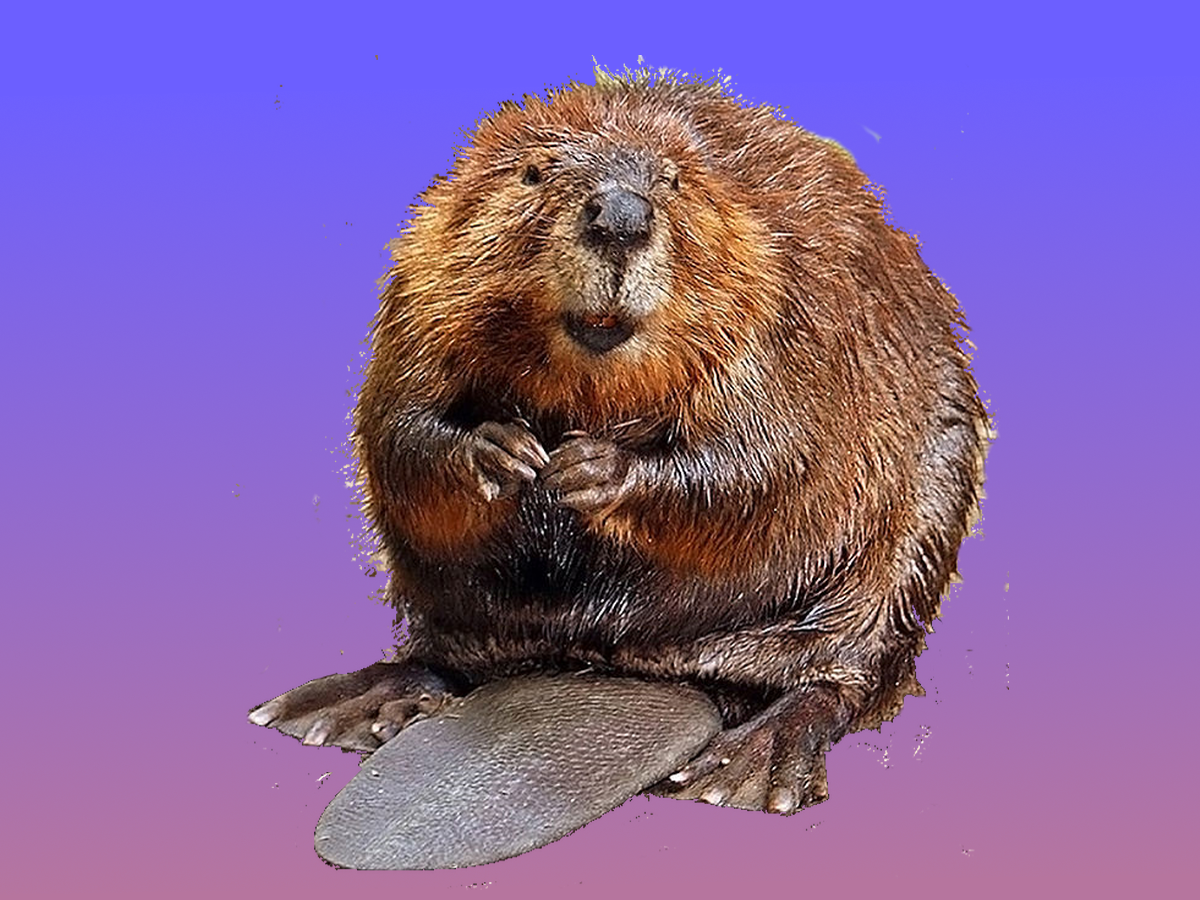 Beavers in the Fight Against Climate Change