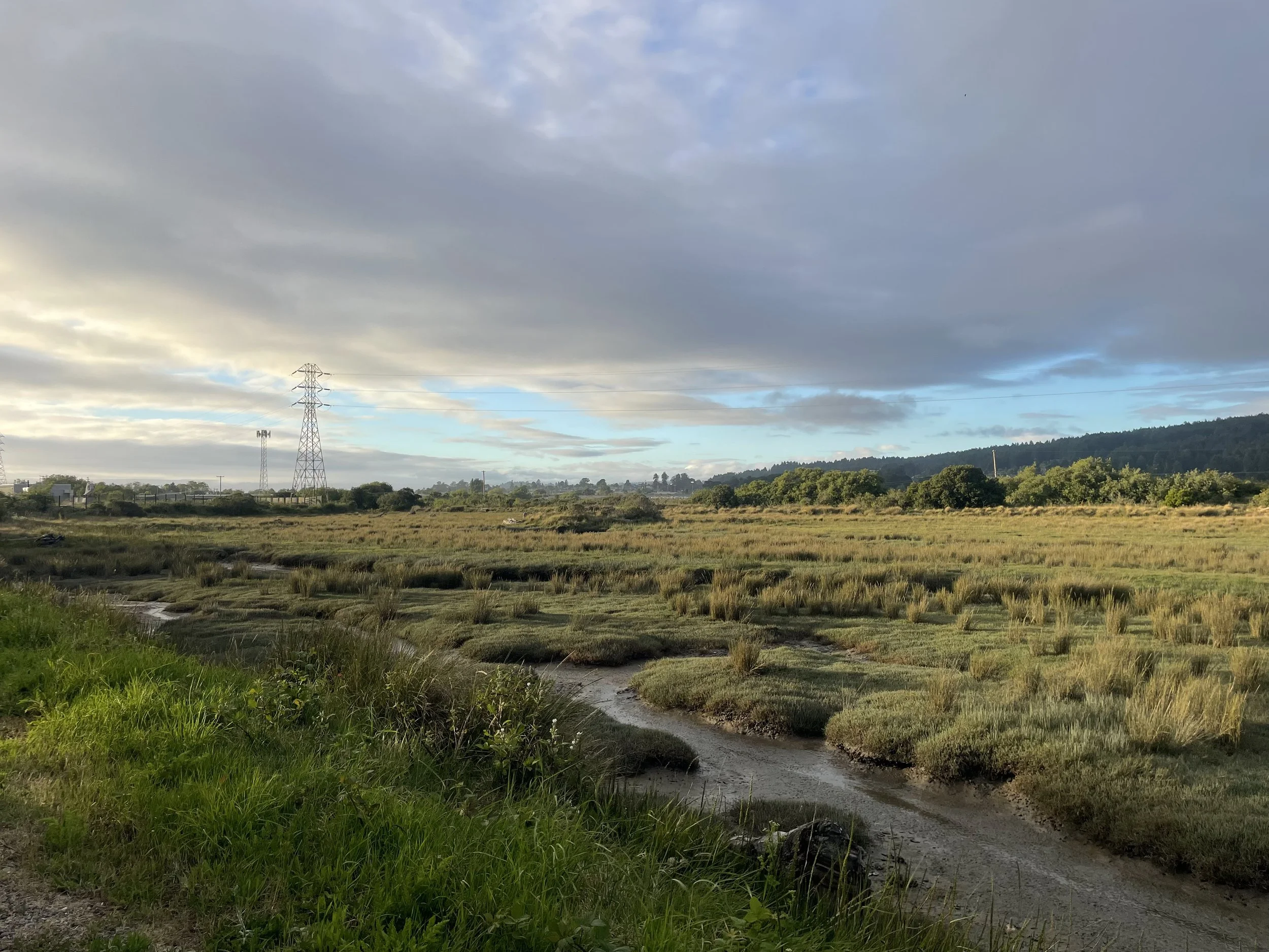The Invaluable Nature of Marshes for Climate Change Mitigation