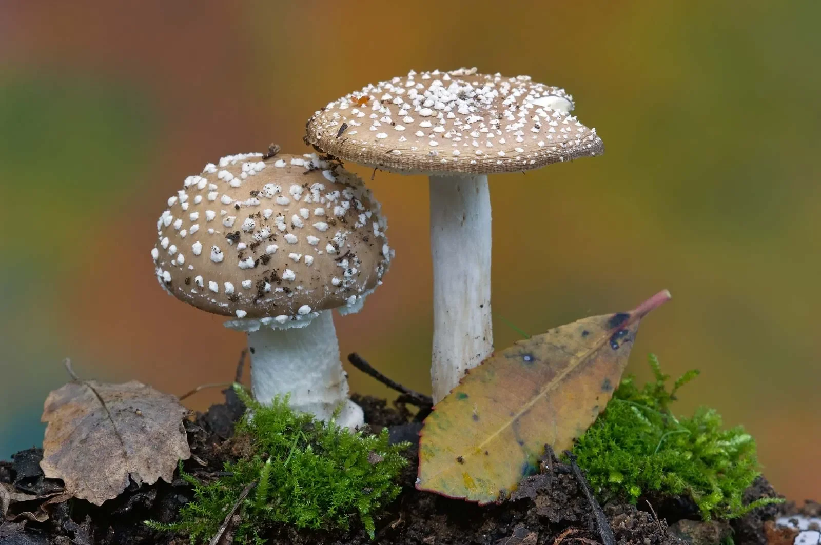 How Mushrooms Might Just Save the World