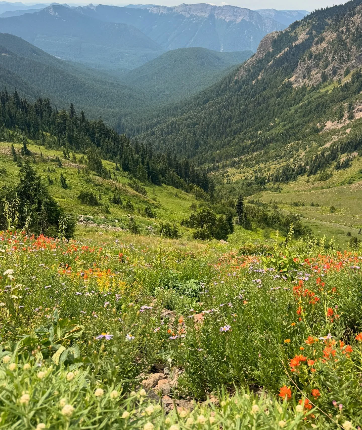 pt 1. abundance while backpacking in Goat Rocks Wilderness 🏕️🏔️🪻

wildflowers everywhere,
blueberries by the handful.
the land was singing.

i&rsquo;ll be posting more photos &amp; video 🌹
