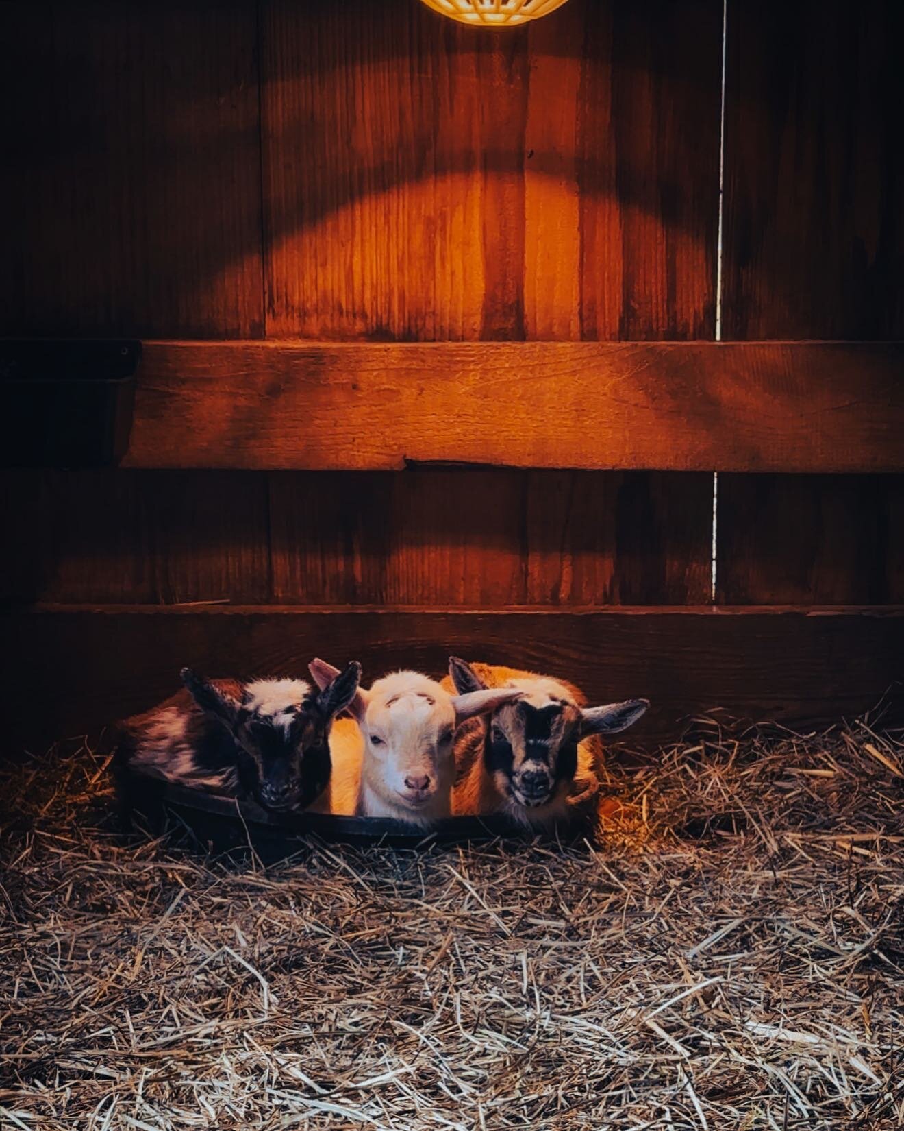 Three of Willow&rsquo;s four bucklings were easily switched to the bottle, but the fourth will not budge. He&rsquo;s just out of the frame, munching on hay while these three doze off under the heat lamp with bellies full of milk. #babygoats #nigerian
