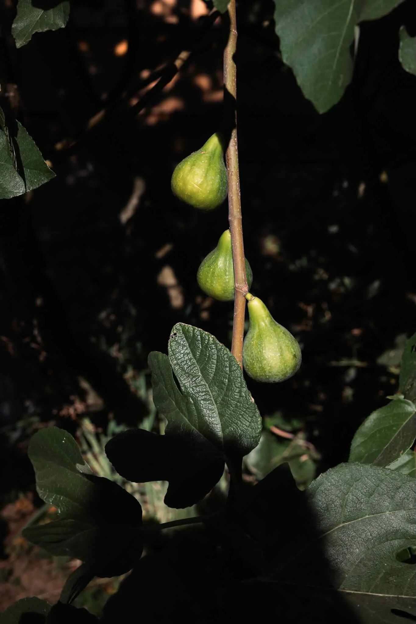 Ripe Figs