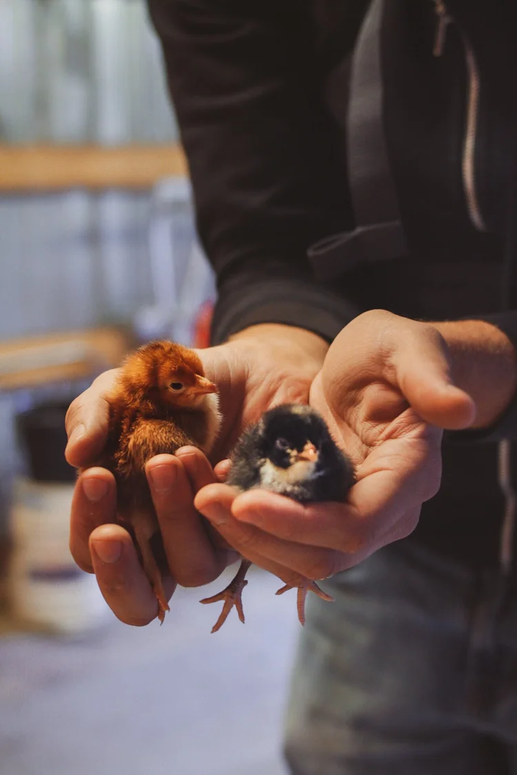 Easily Stored Away Chick Brooder Plans — a wooden nest
