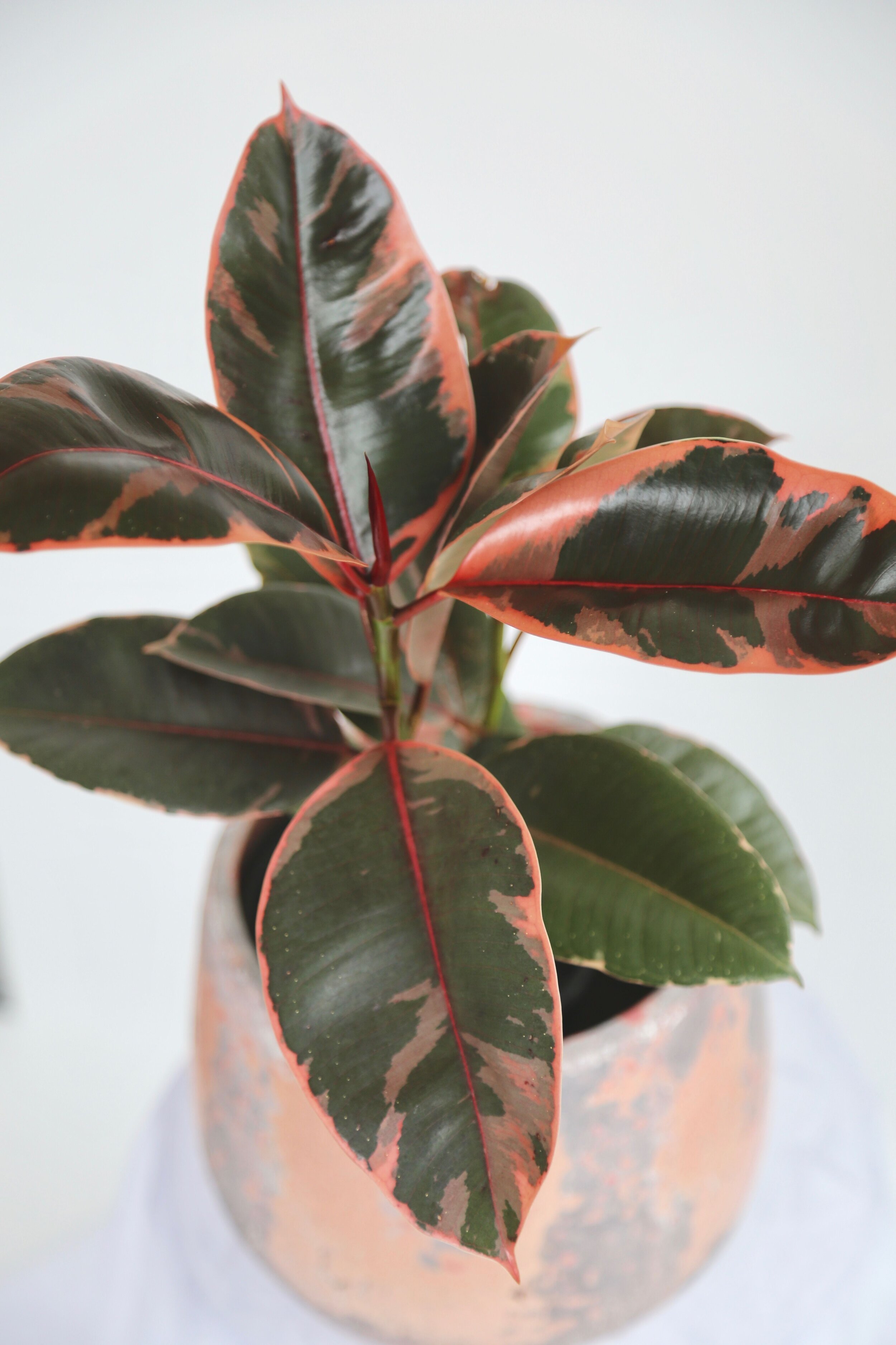 plants 1.jpeg