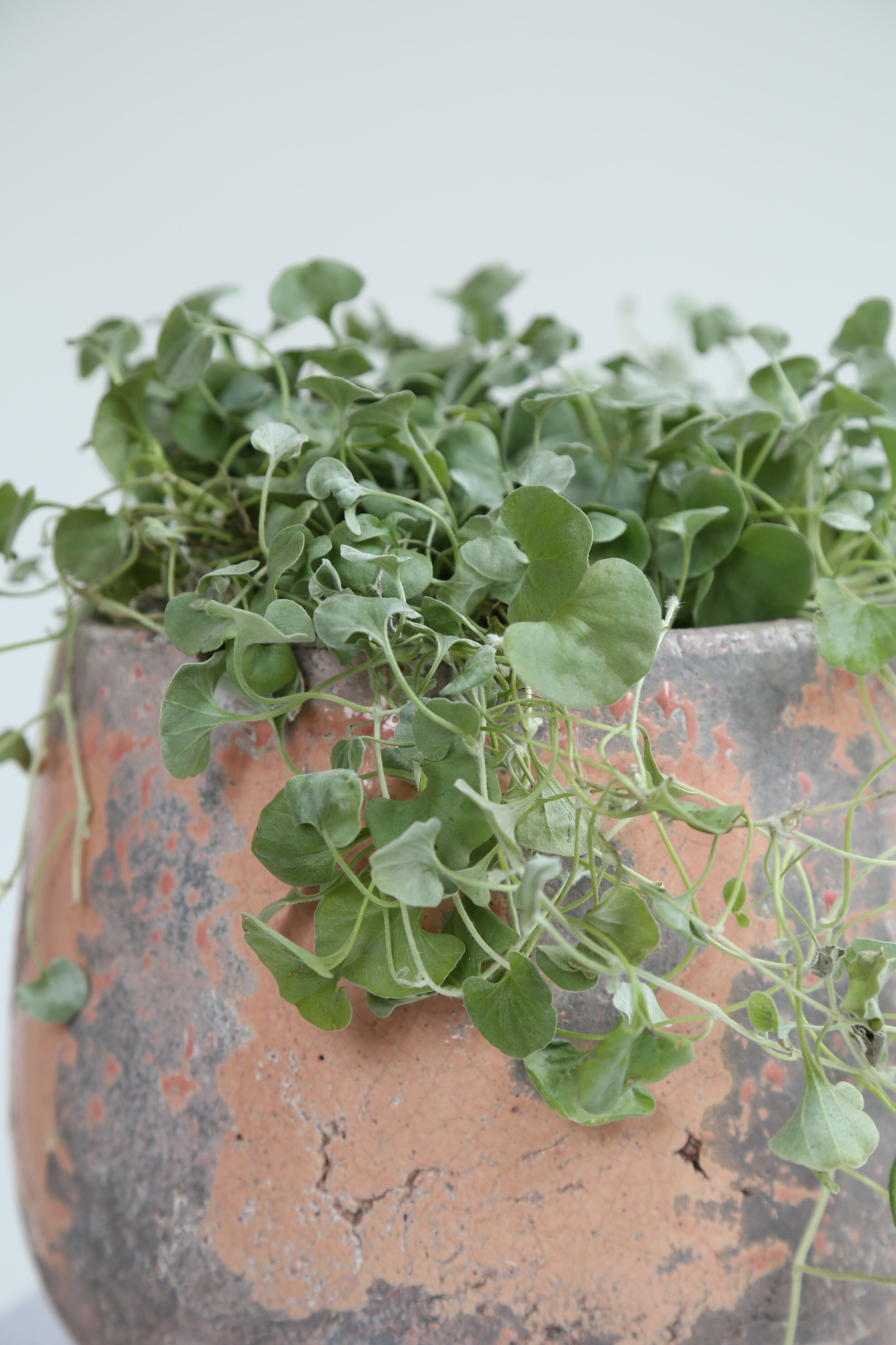 plants 2.jpeg