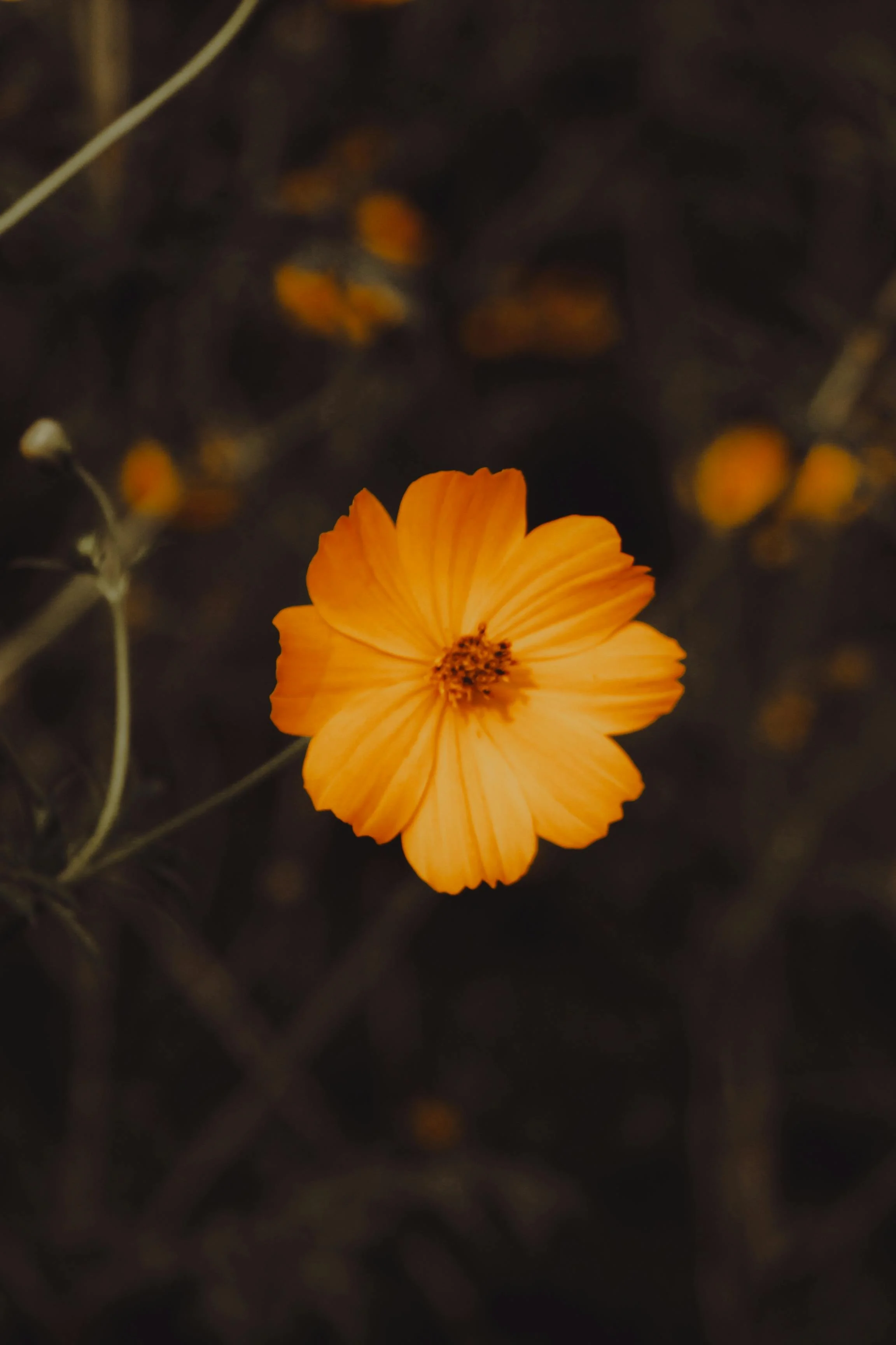 Nervous system regulation and somatic healing in Colorado Springs. Holistic mind-body connection wellness counseling in 80903, 80904, and 80906.