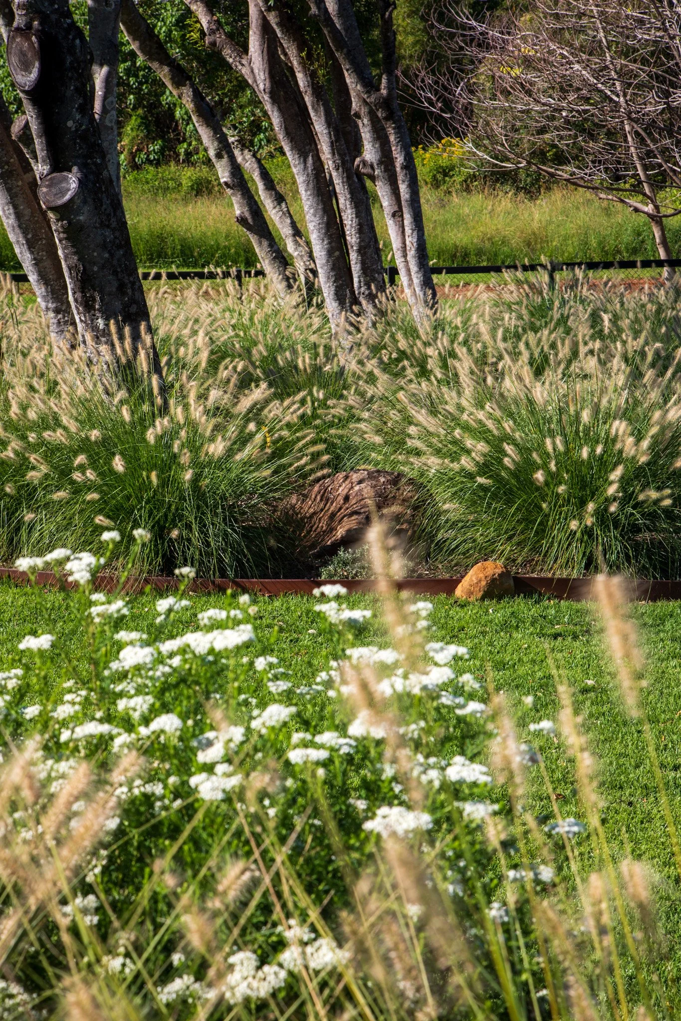 Selecting coastal plants for Newcastle and Lake Macquarie.