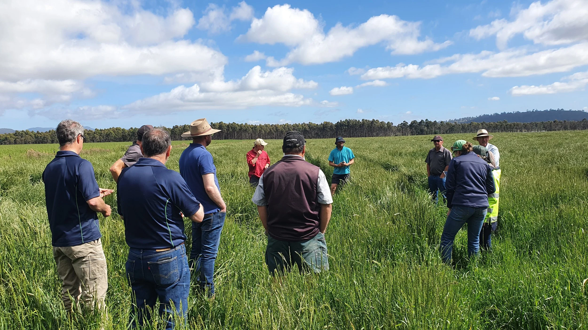 Ryegrass research trial