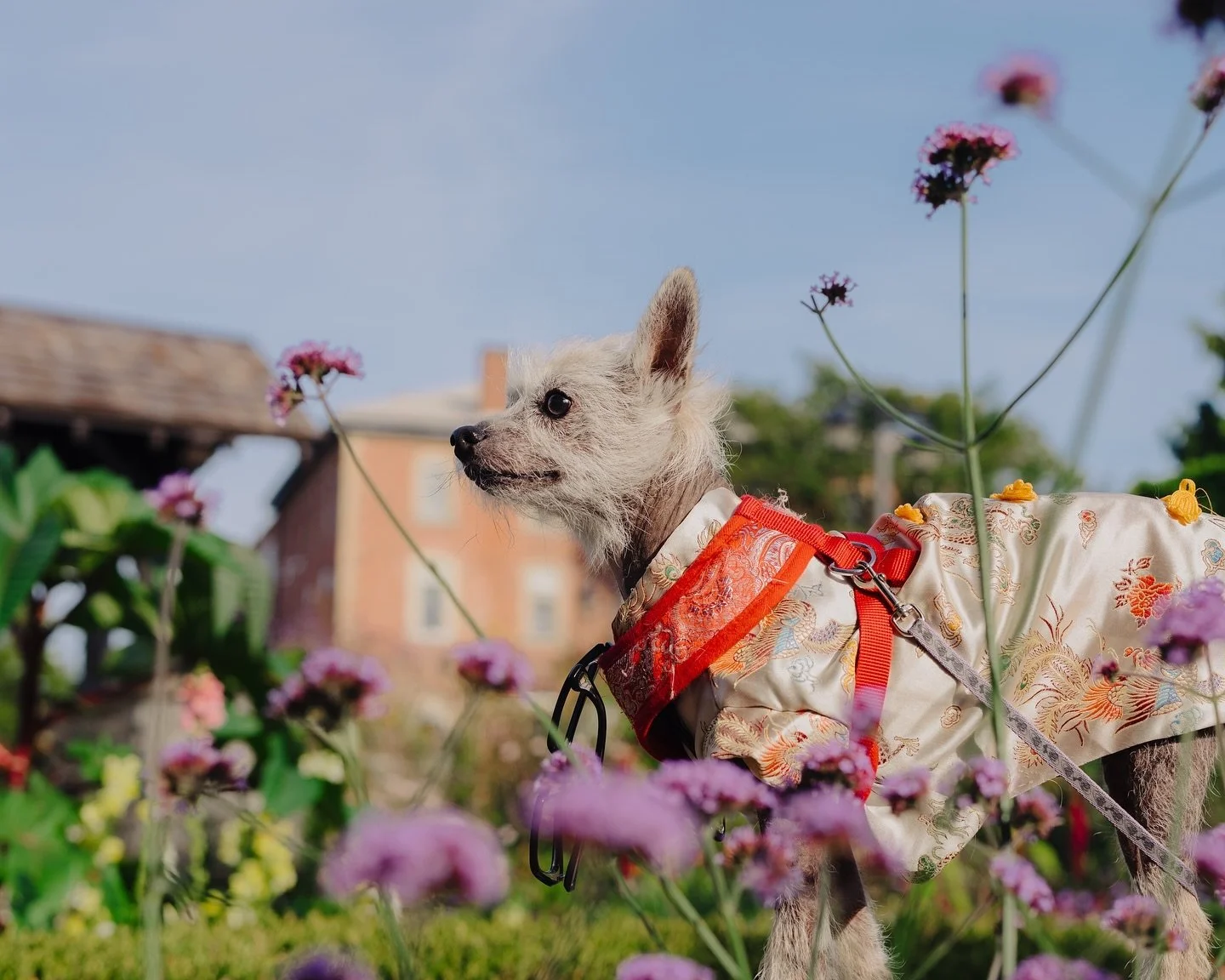 The sweetest pet portraits for an upcoming project!! 🐶❤️

These photos were taken as part of a project to raise funds for local pet rescue efforts. Stay tuned for more info on how to support 💌