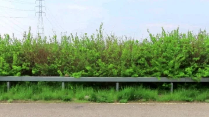 <Trespassers in Daebu Island> 2022

Daebu Island in South Korea is a home to a variety of endangered birds. In partnership with Sihwa Lake Savers, an environmental activist non-profit, I camped in Daebu Island from April to June 2022 to protect