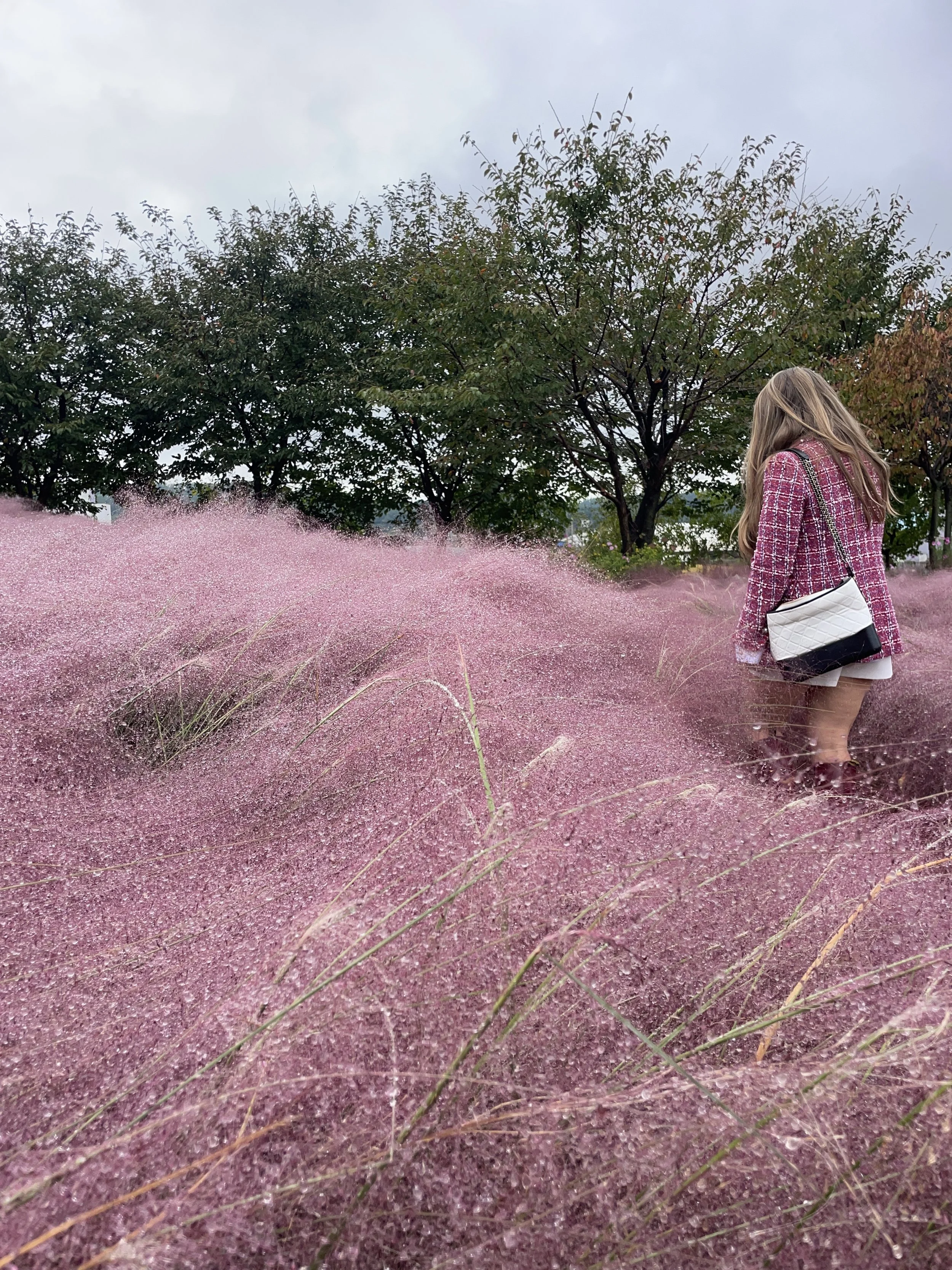Around Pyeongtaek: 4 Places to View Pink Muhly Grass 핑크뮬리 잔디