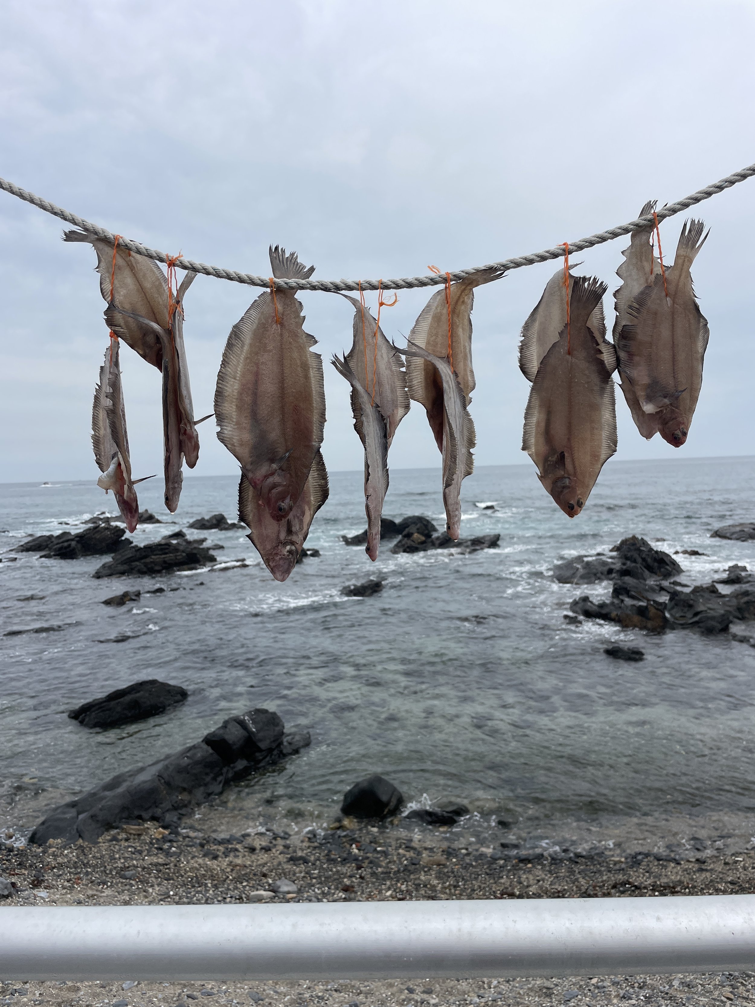 korea east coast hanging dried fish.JPG