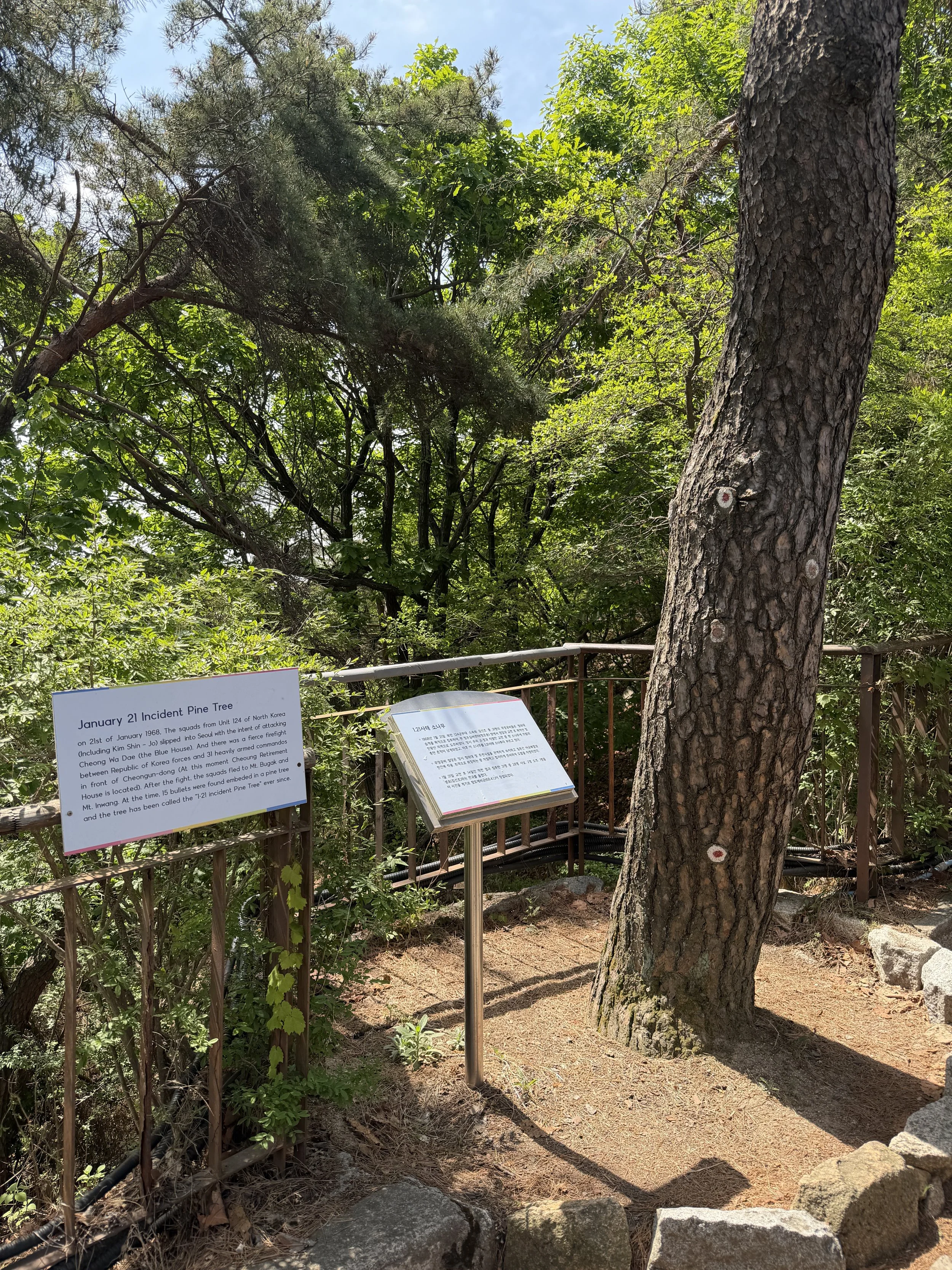 january 21 incident pine tree on baegaksan with bullet holes tree.JPG