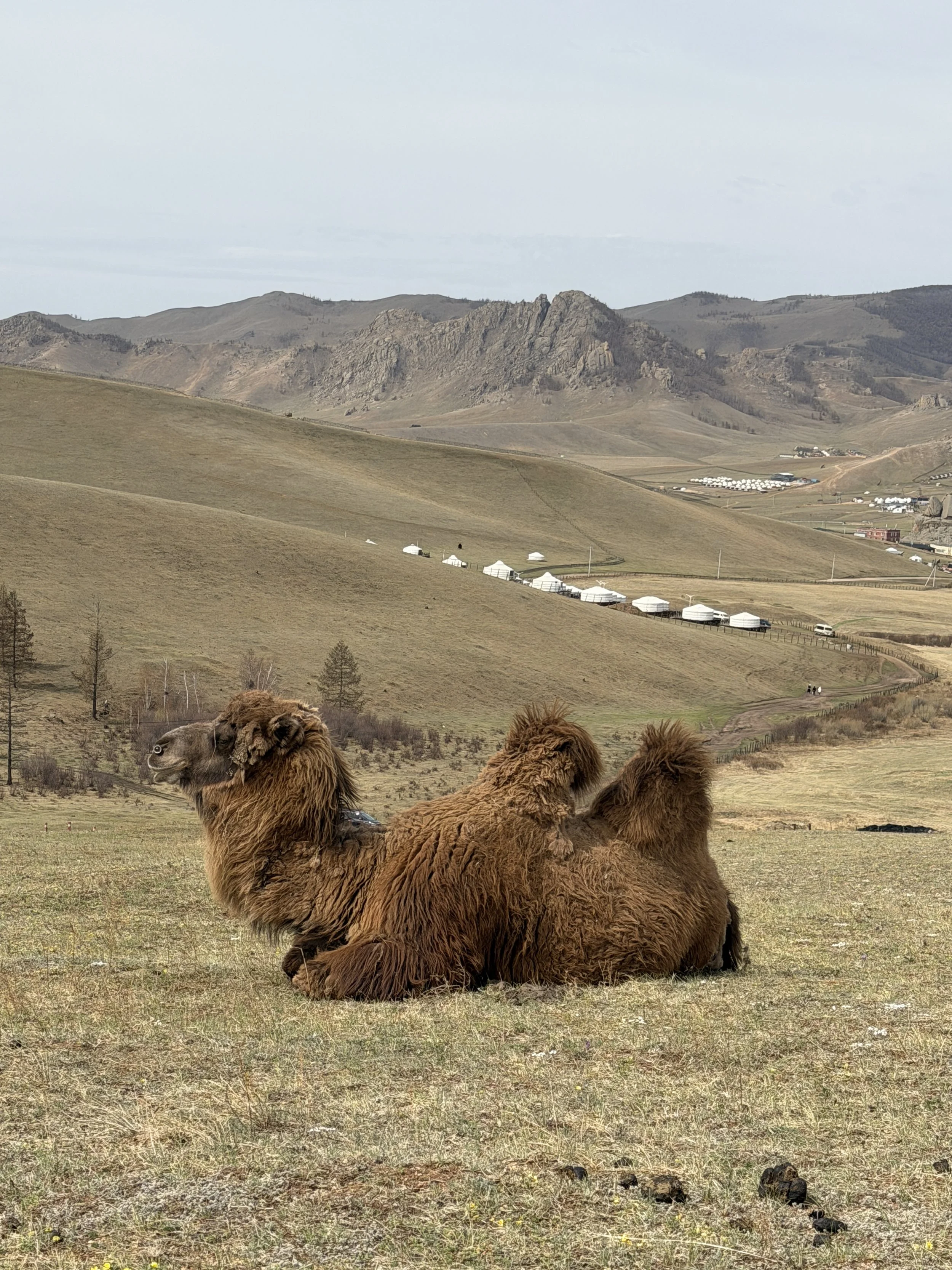 Wild camels sleeping in Terelj National Park Mongolia