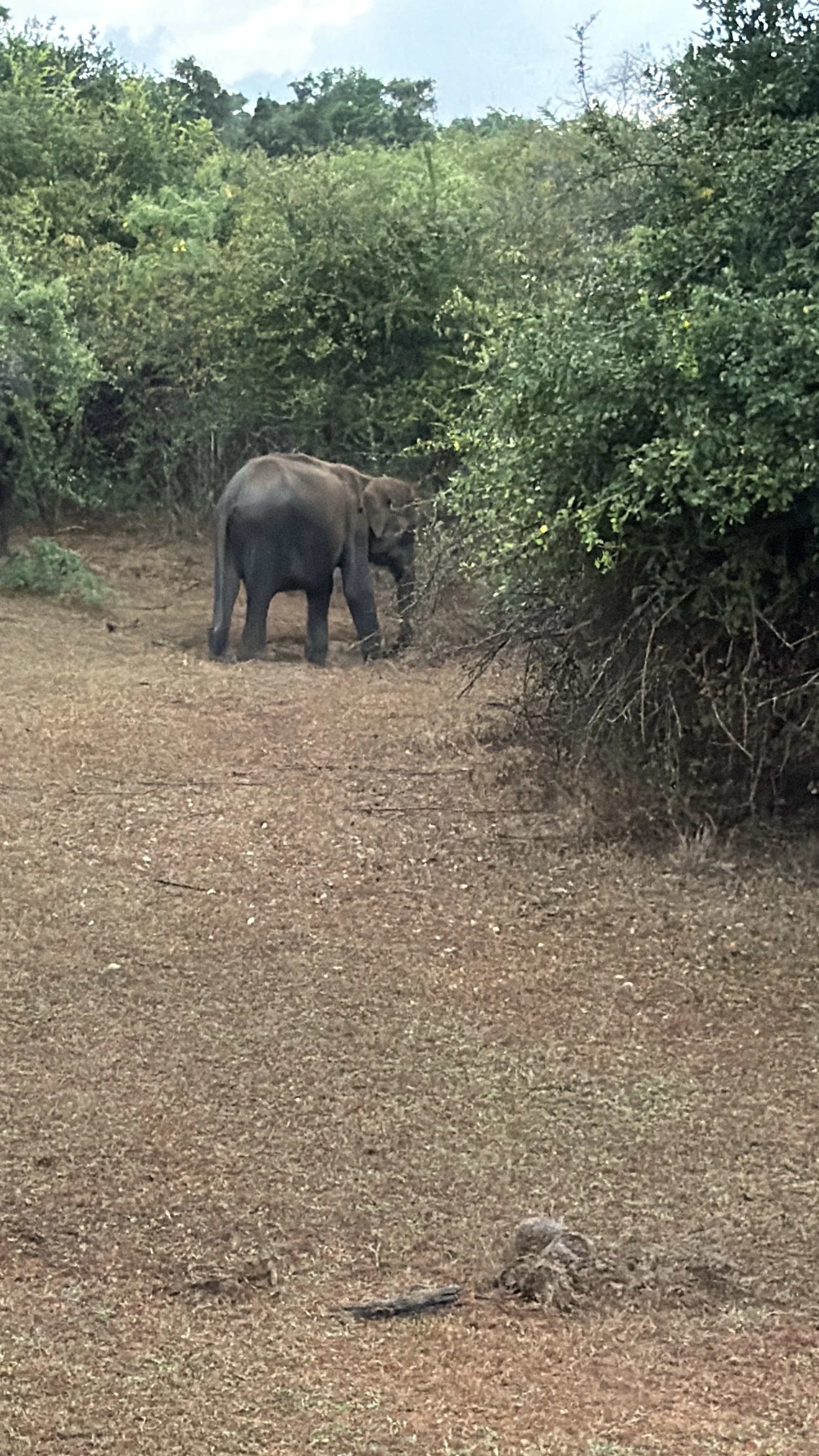 Baby elephant in Yala, Sri Lanka
