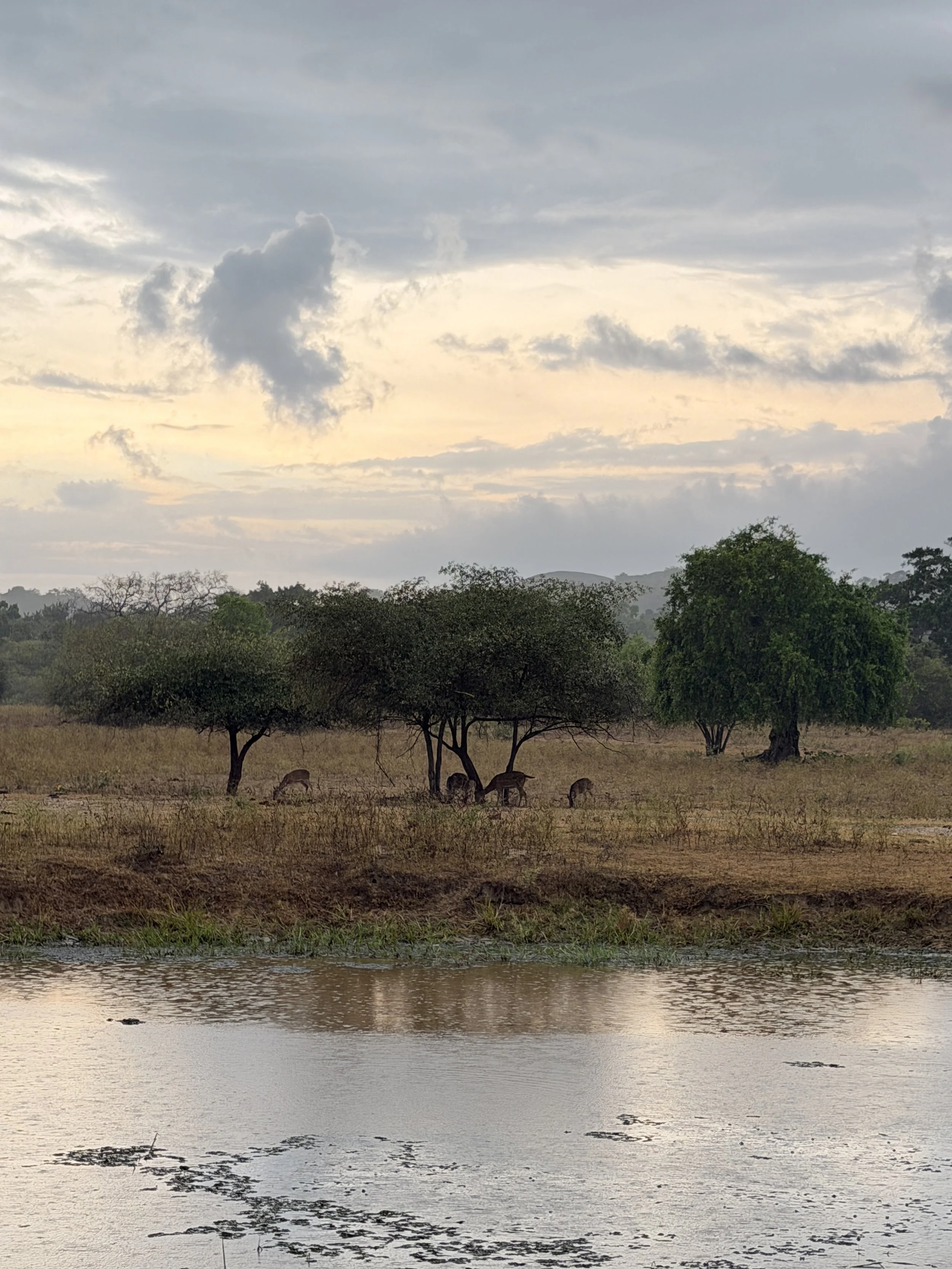 Deer and crocodile in Yala Sri Lanka