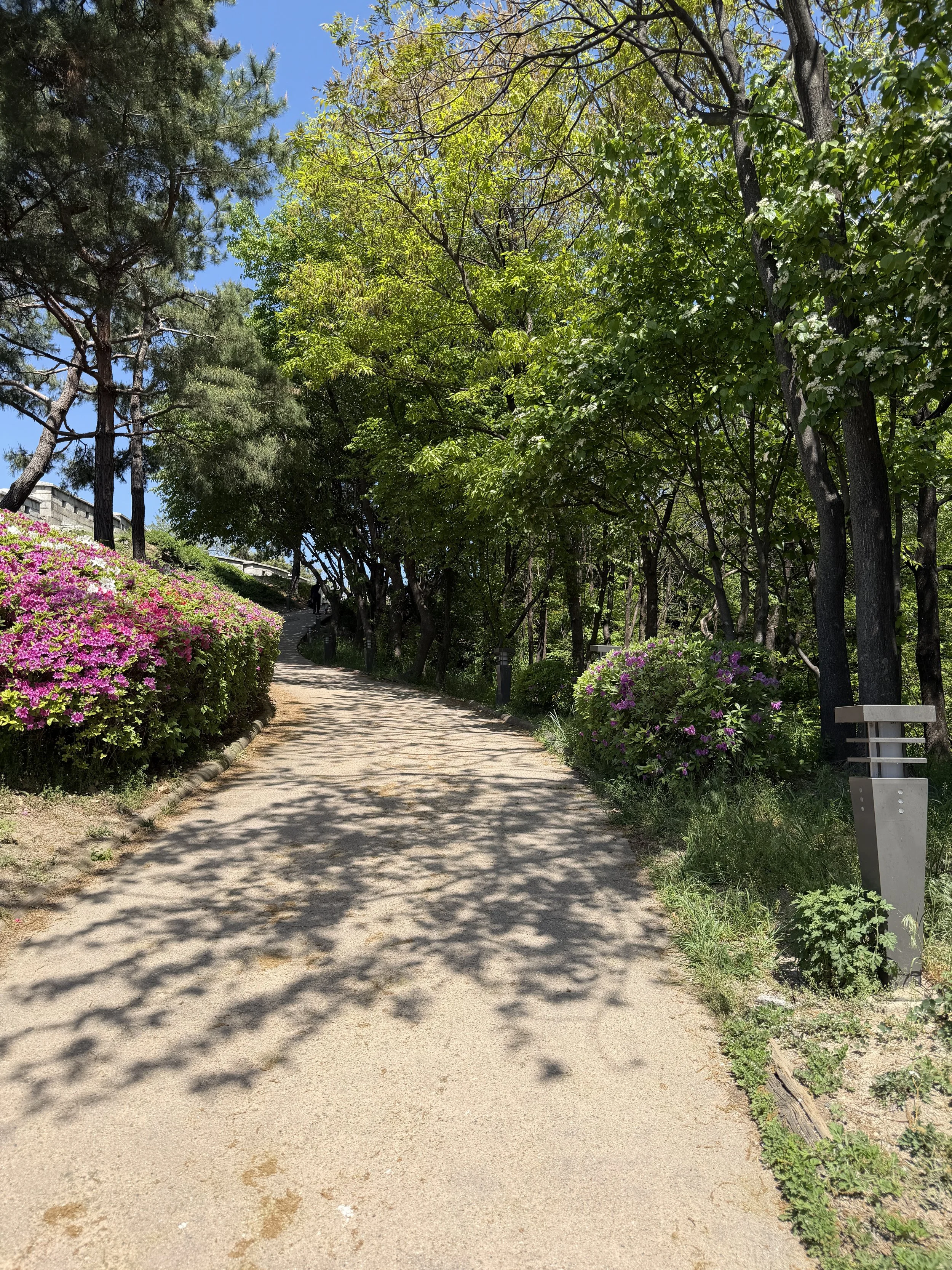 inwangsan trail with azaleas seoul april.JPG