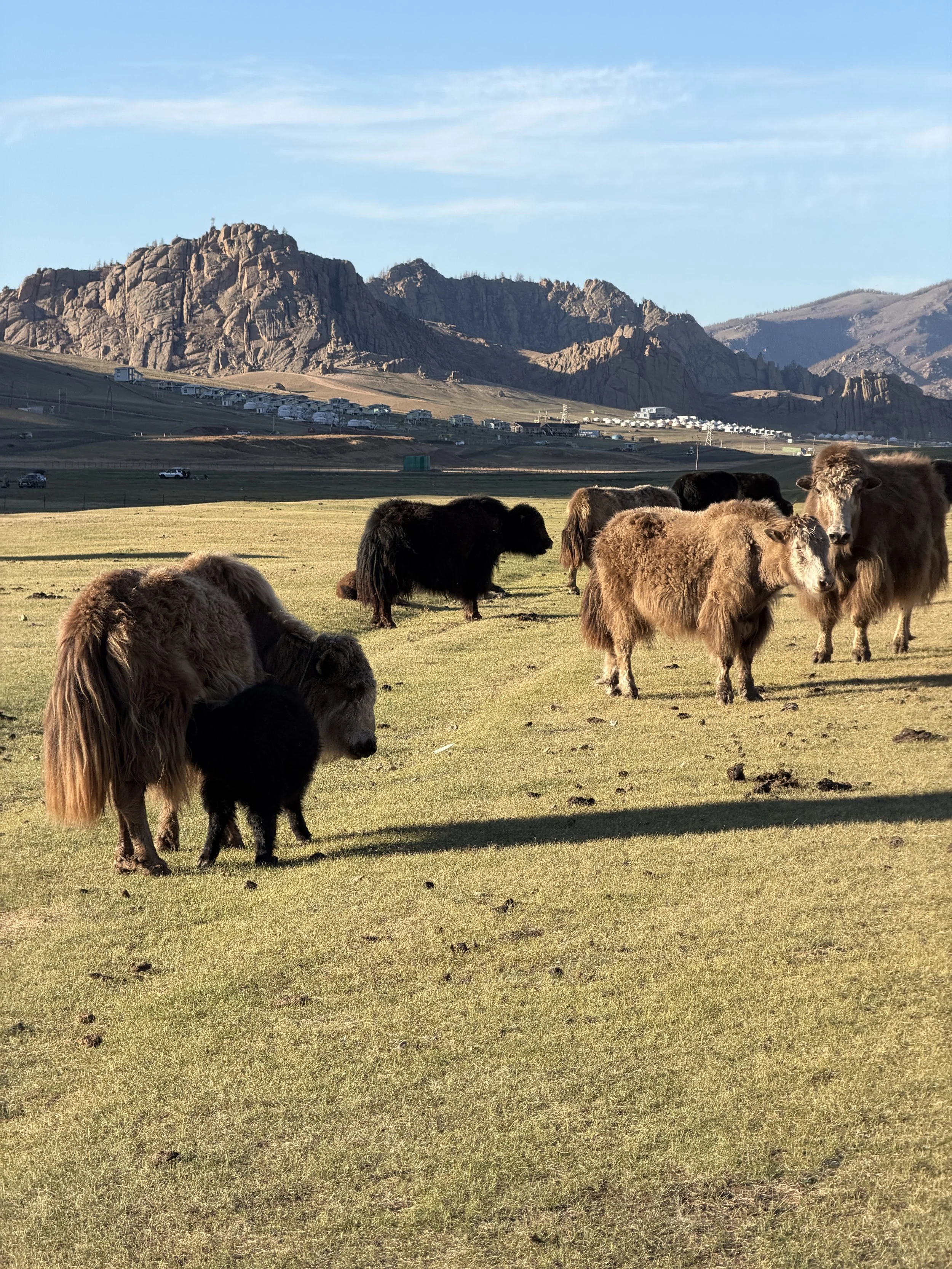 Cows in Terelj National Park
