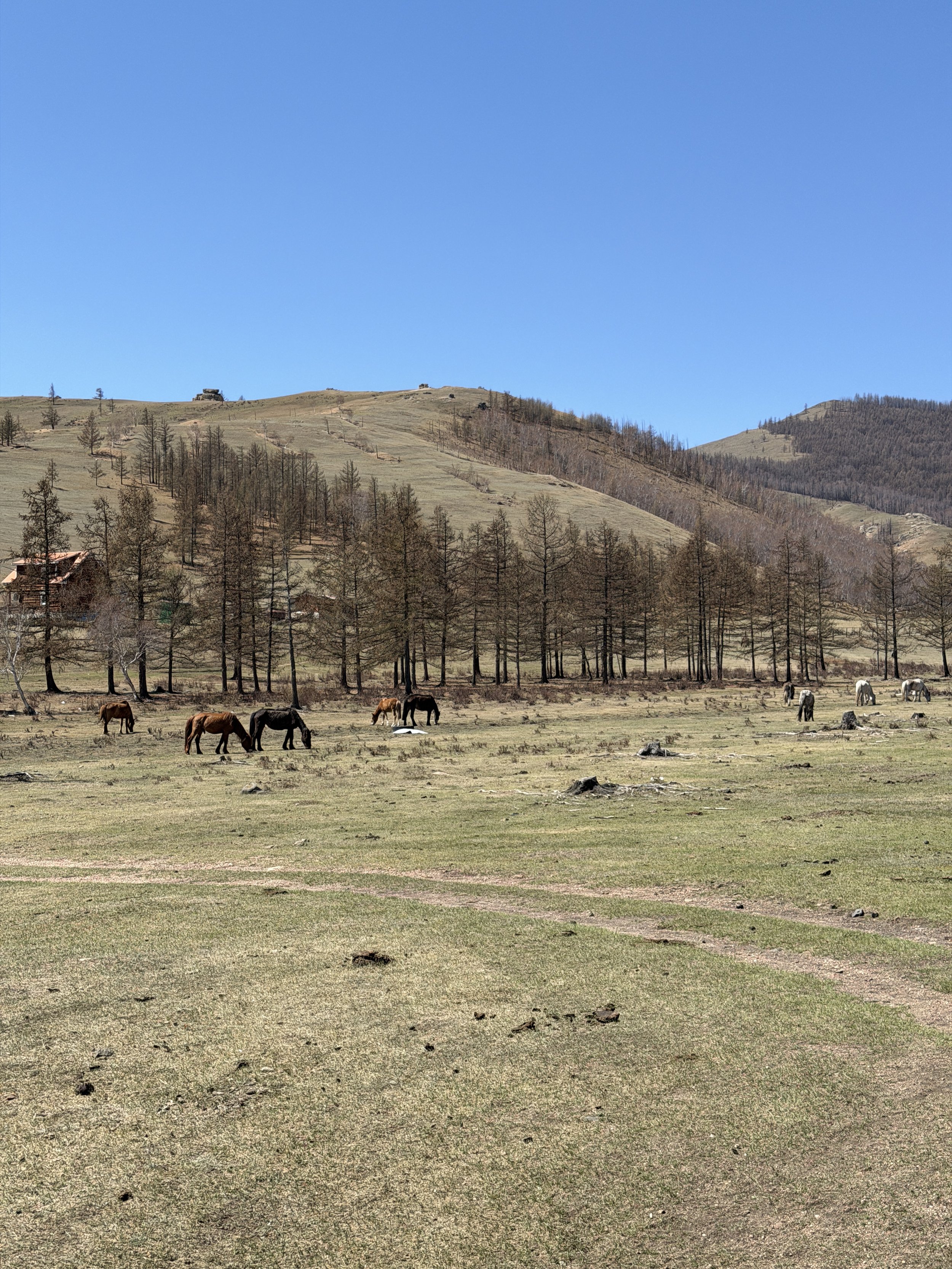 nomadic horses in terelj national park mongolia
